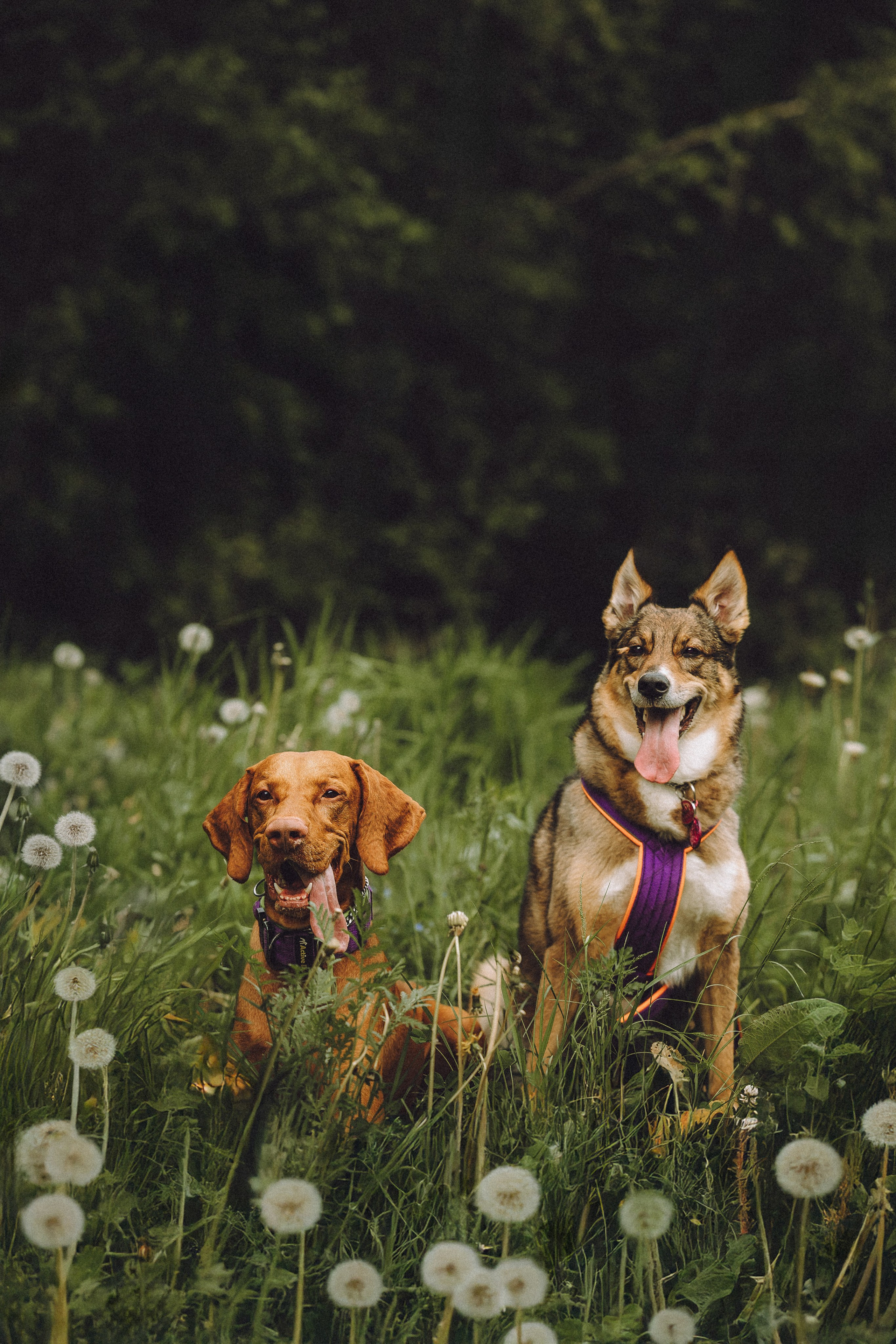 Груша, Данни, Фунтик и их семья