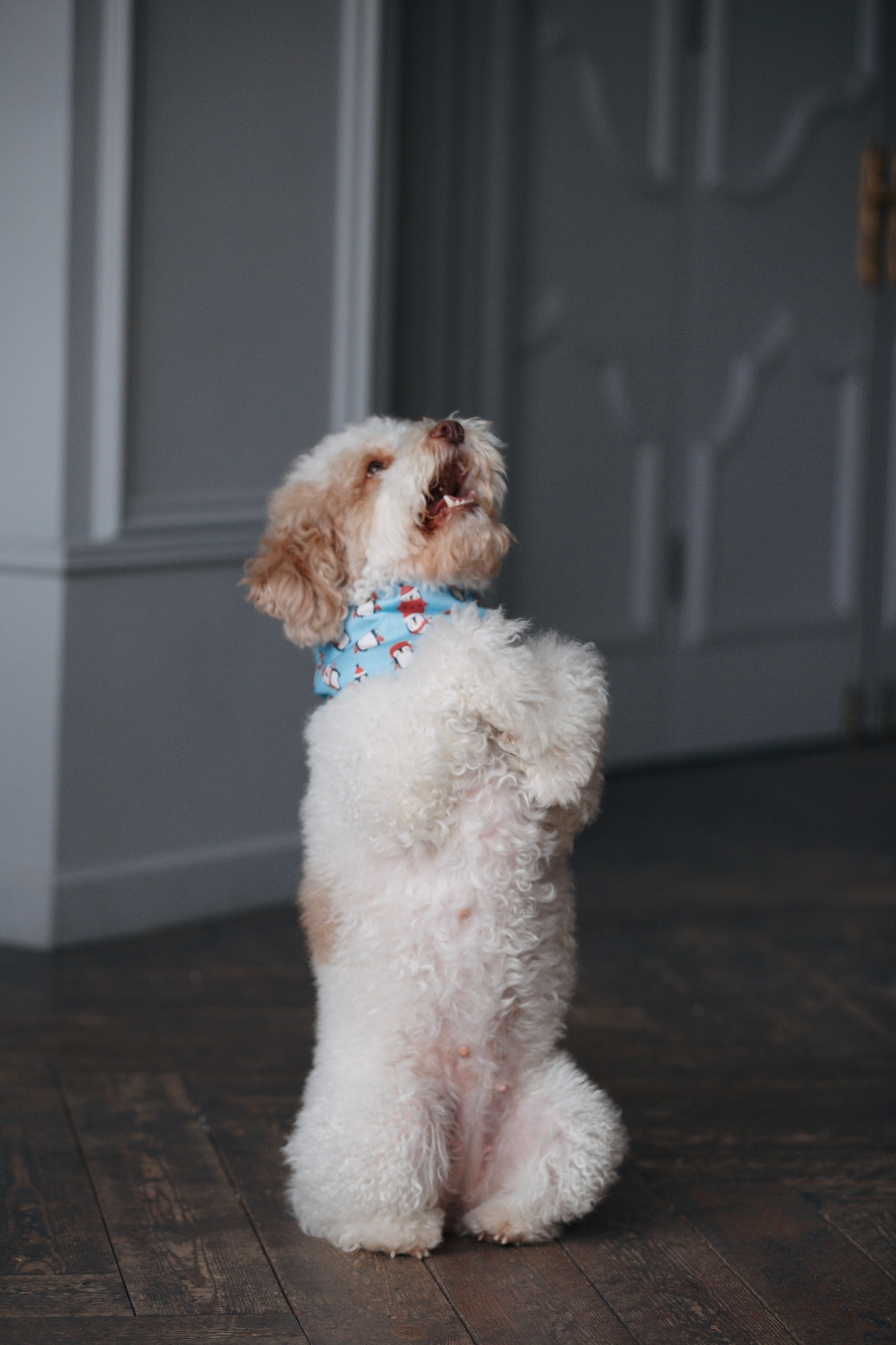 Bmbh лежанки и адресники. Фотограф анималист Кристина Карпова, Москва