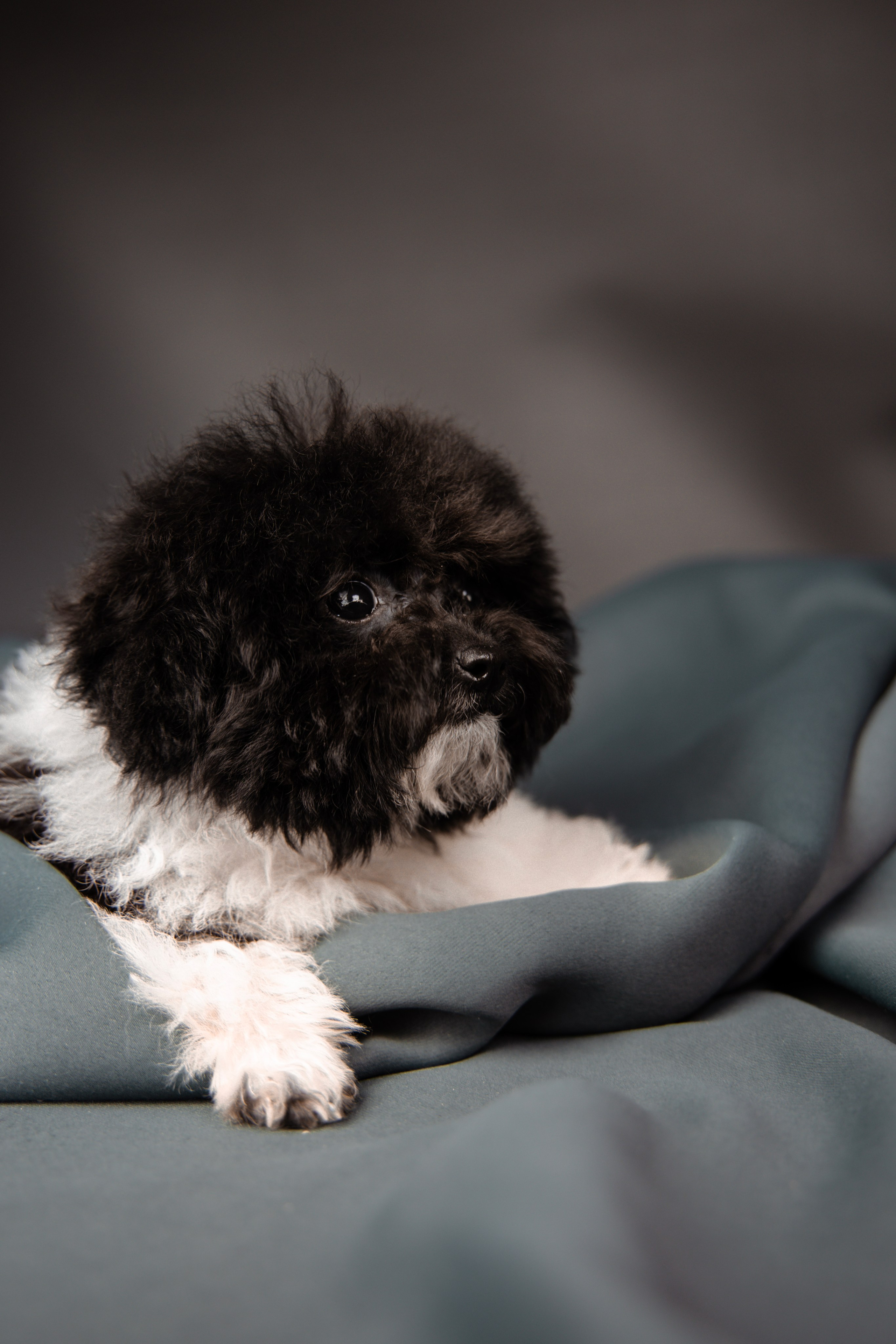 Фотограф Татьяна Марсуверских г. Жуковский, Москва и Мо. Репортажные съёмки, фотосессии,  фотограф анималист, фотосъёмка животных. Фотограф для маркетплейсов, фотоуслуги в Жуковском Татьяна Марсуверских