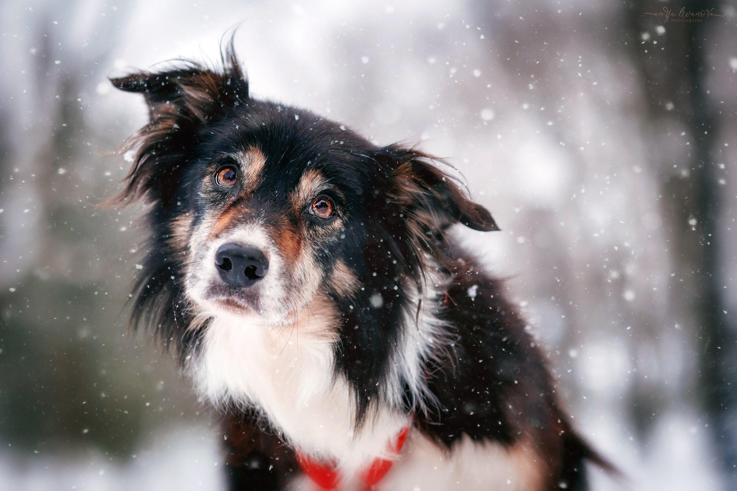 Рокки. Фотограф анималист Аня Ливанова | Рыбинск
