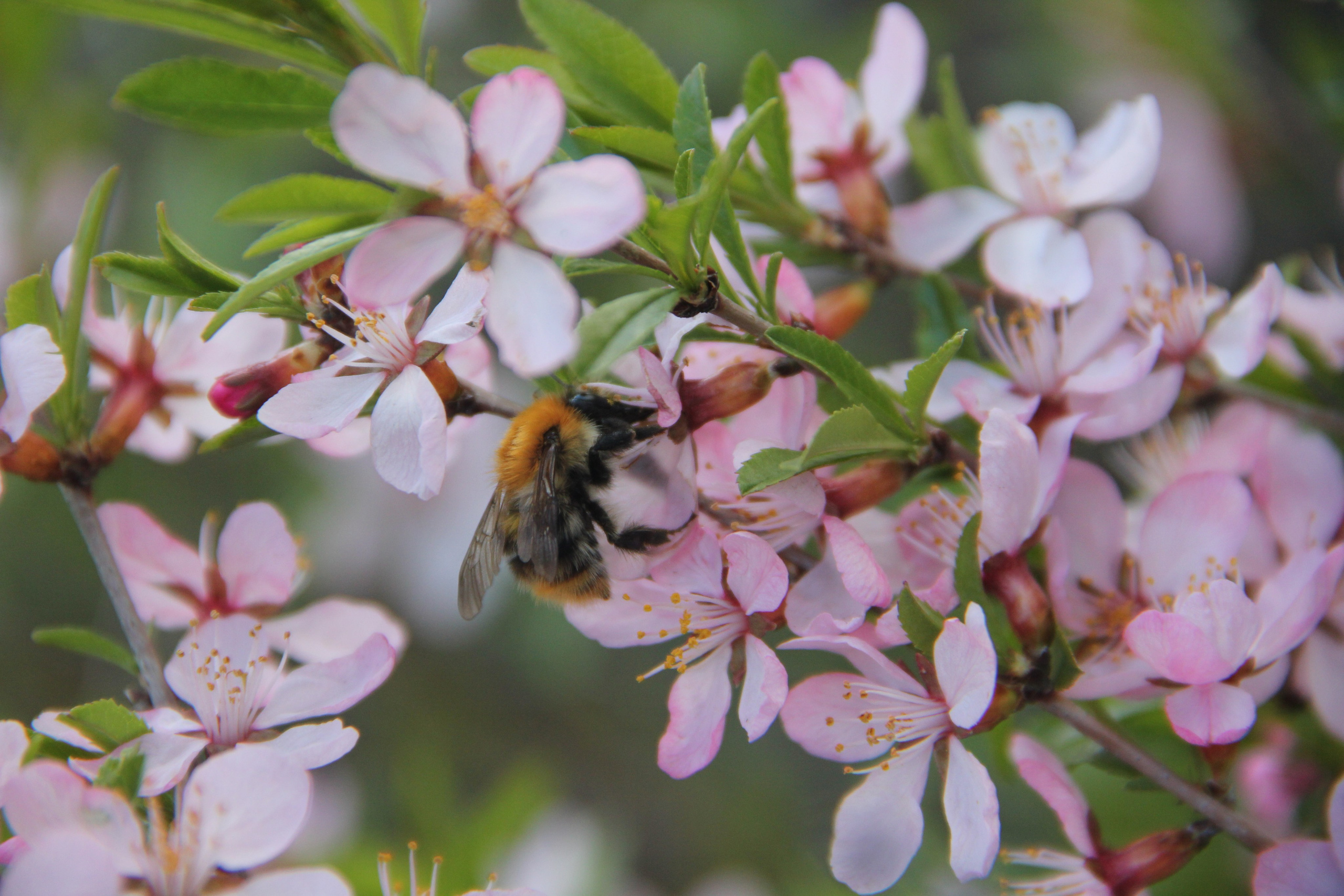 Весна. Ваш фотограф Северск | Томск