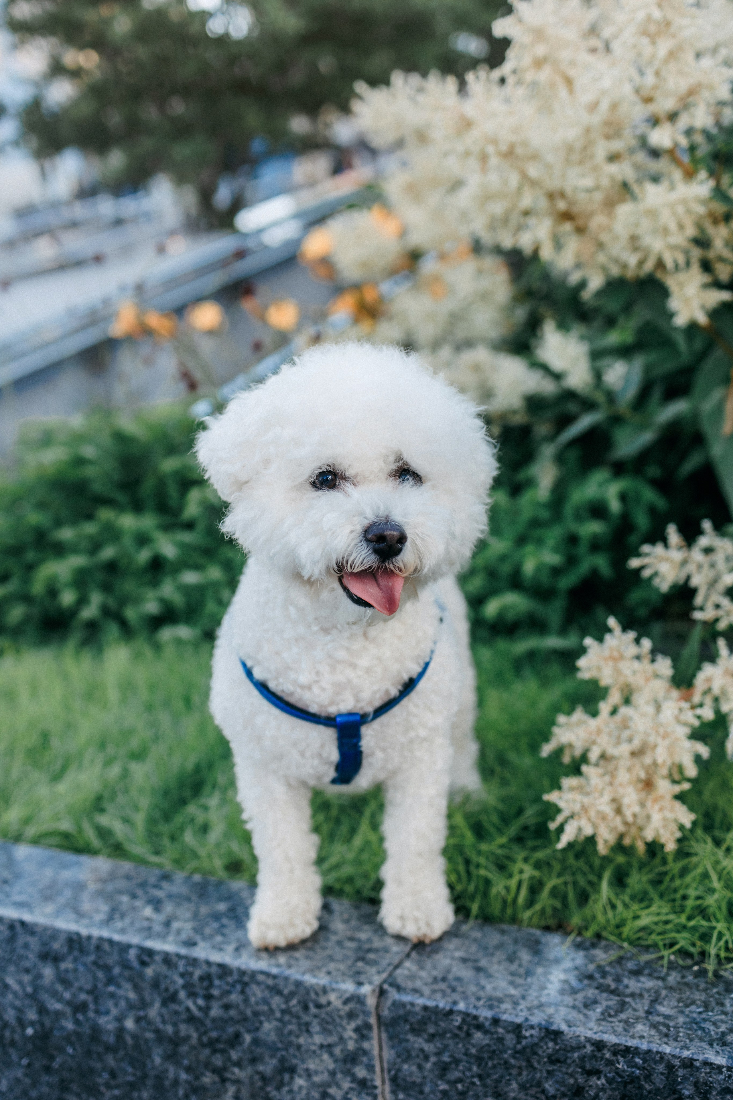 Марина, Данил и Бруно. Фотограф-анималист Елена Радченко, Москва