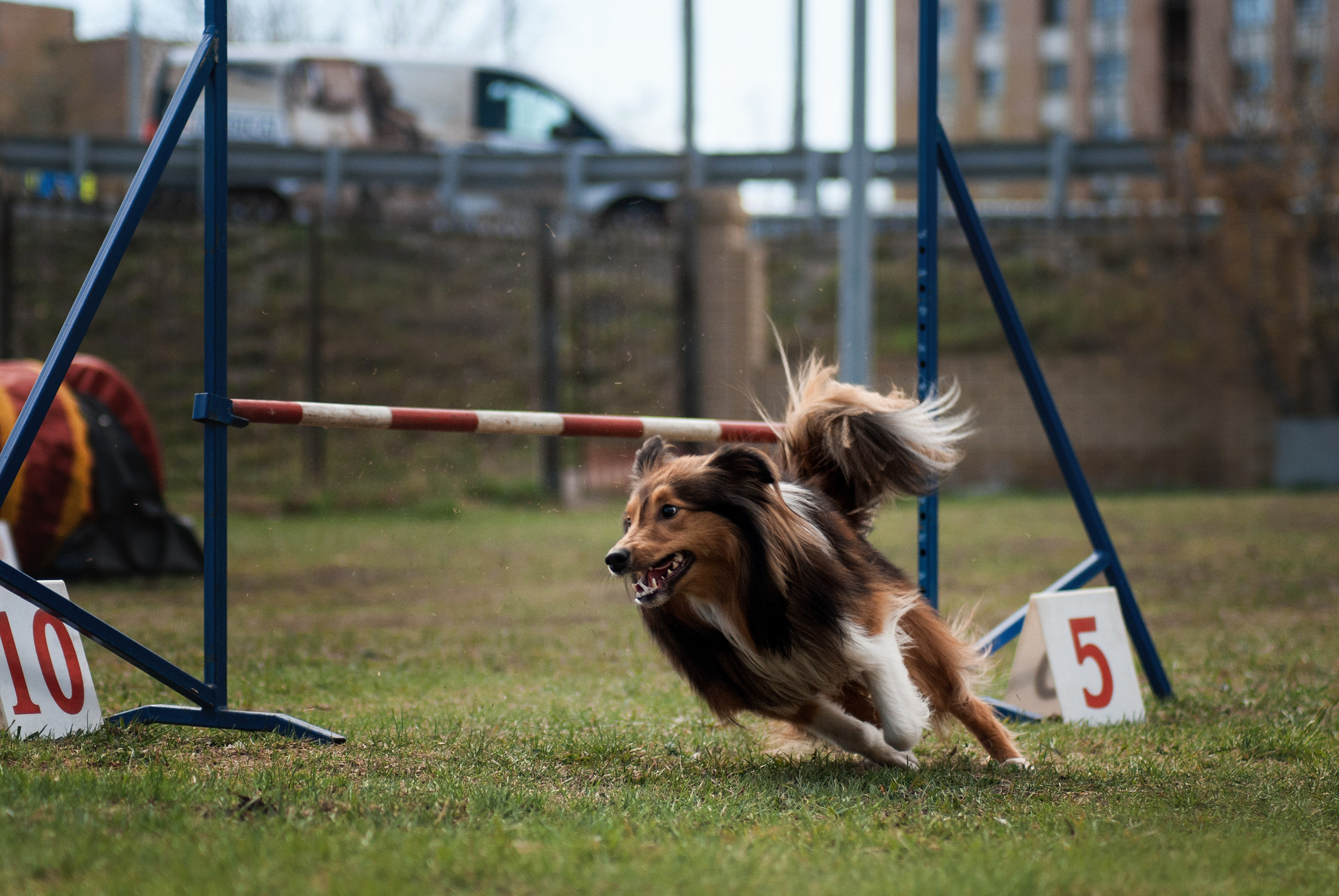 Аджилити. Фотограф в Тюмени Лизавета Сапицкая