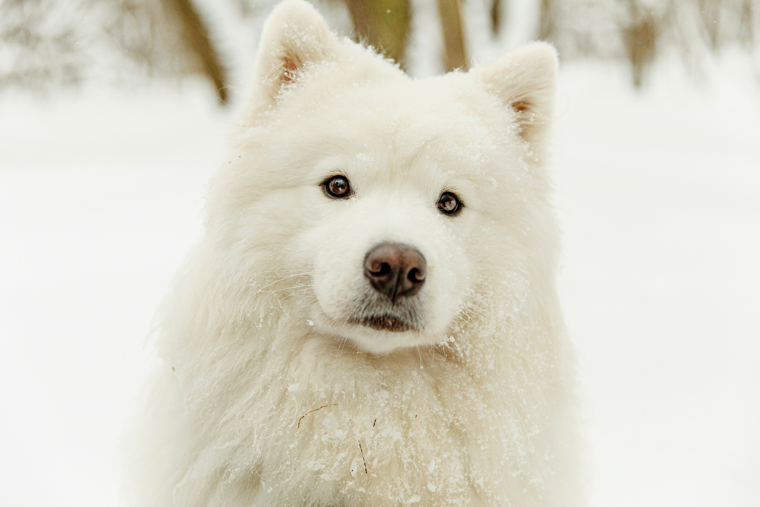 Наталья и Бася. Фотограф-анималист в Москве Соломонова Варвара