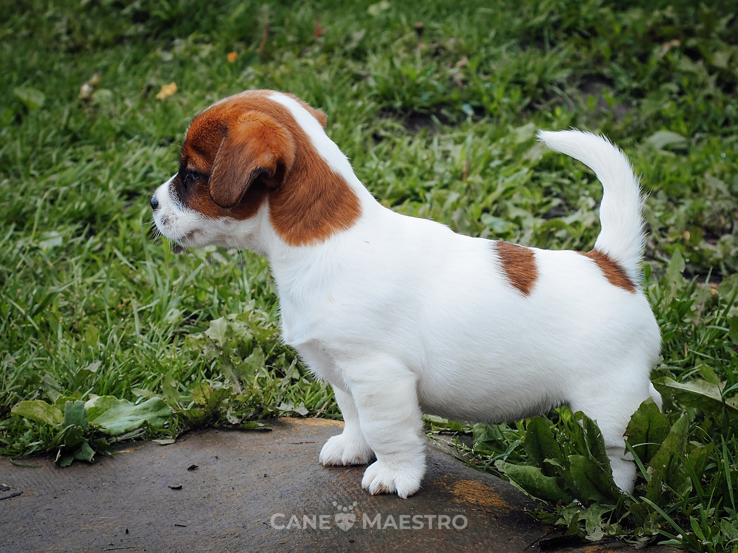 Ш_FEMALE_SHIZGARA. CANE MAESTRO — kennel Jack Russell Terrier