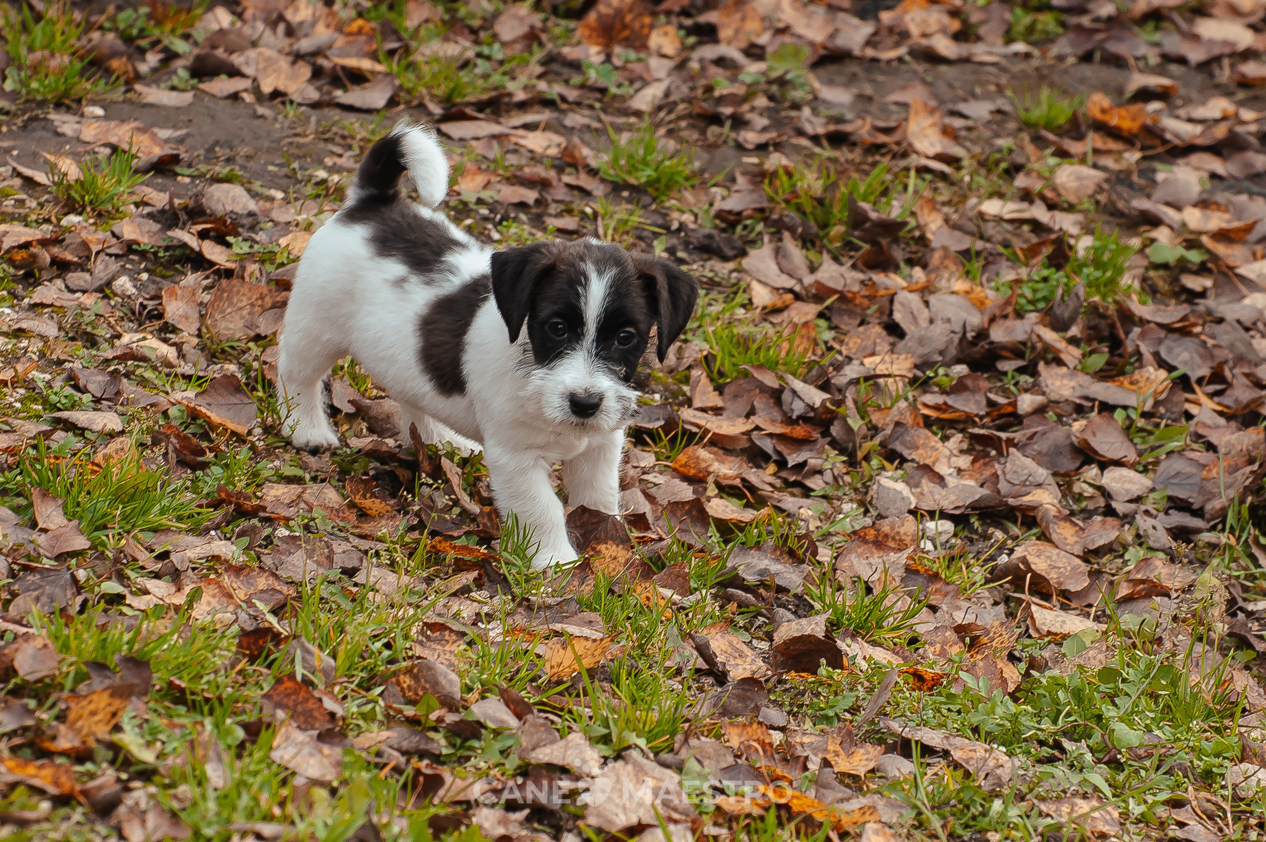 СУКА1_ЧЕРН_27_08_25. КАНЕ МАЭСТРО — питомник Джек рассел терьеров