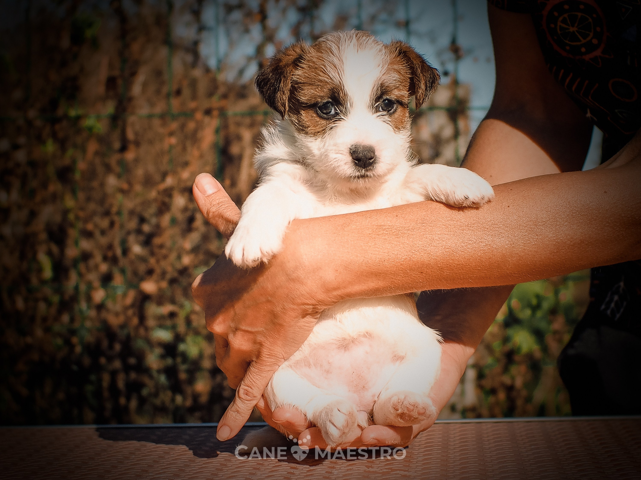 Сука2_БР_27_08_25. CANE MAESTRO — kennel Jack Russell Terrier