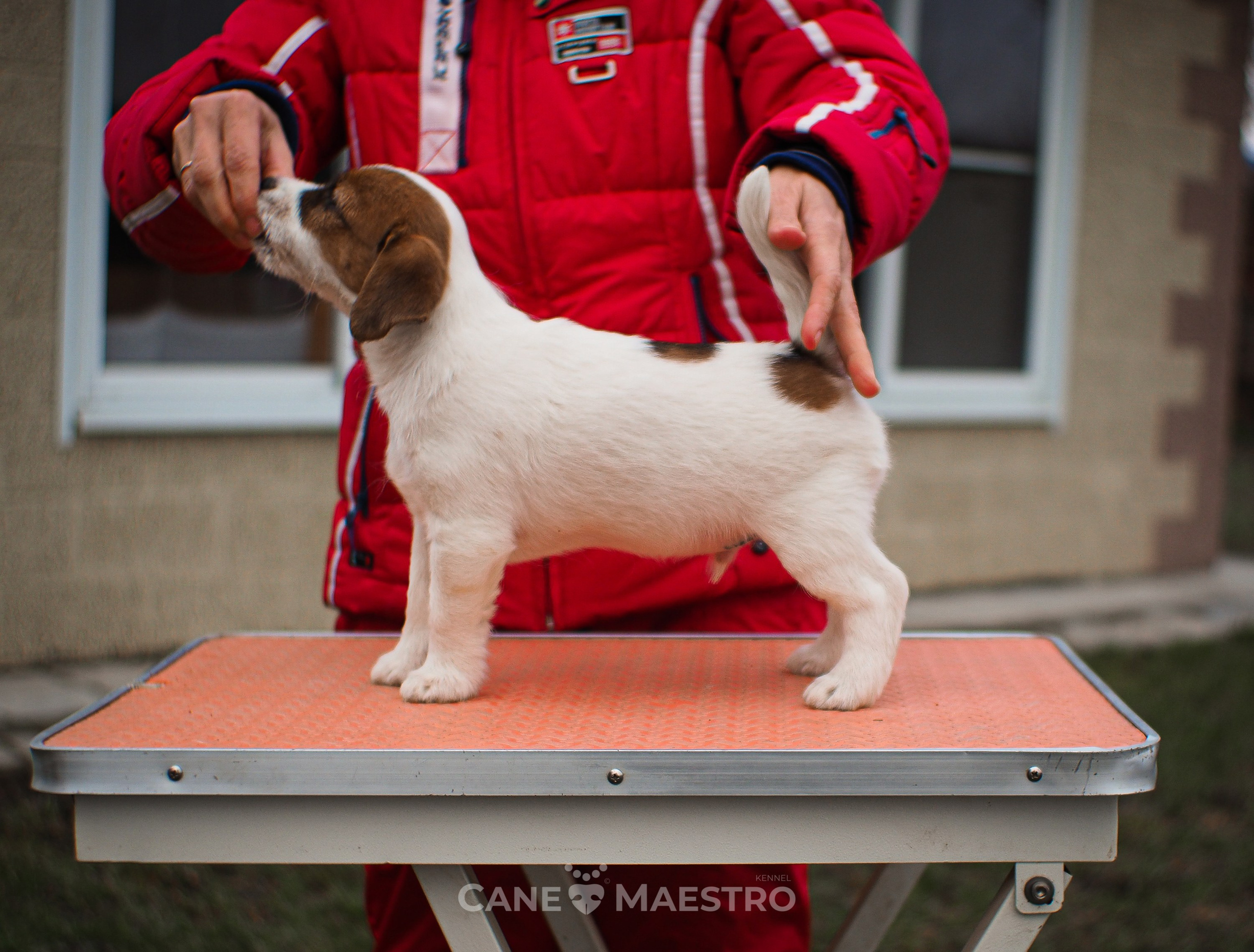 3КОБЛ_СНЕГОВИК. CANE MAESTRO — kennel Jack Russell Terrier