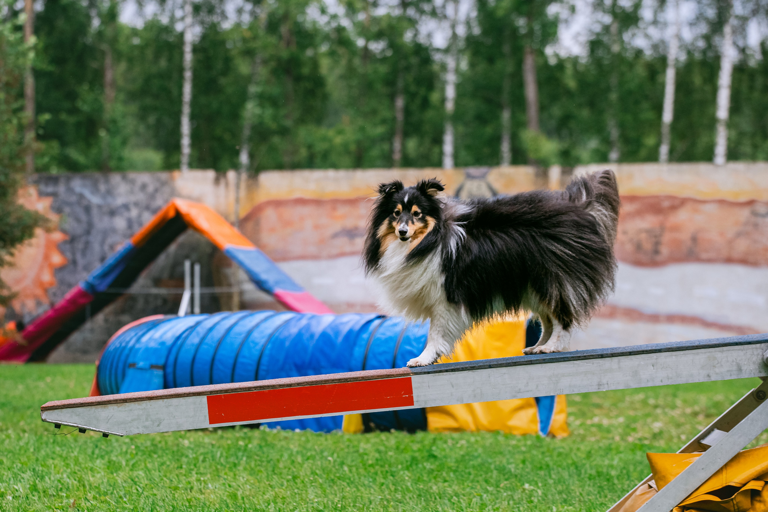 Соревнования по аджилити Долгопрудный 30.06.2025. Фотограф-анималист Татьяна Степанова