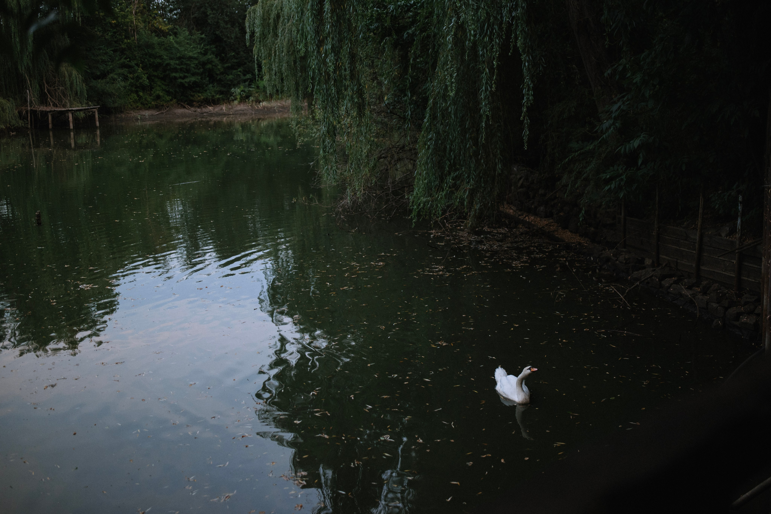 Петр и Катерина. Фотограф Костикова Анастасия Ростов-на-Дону