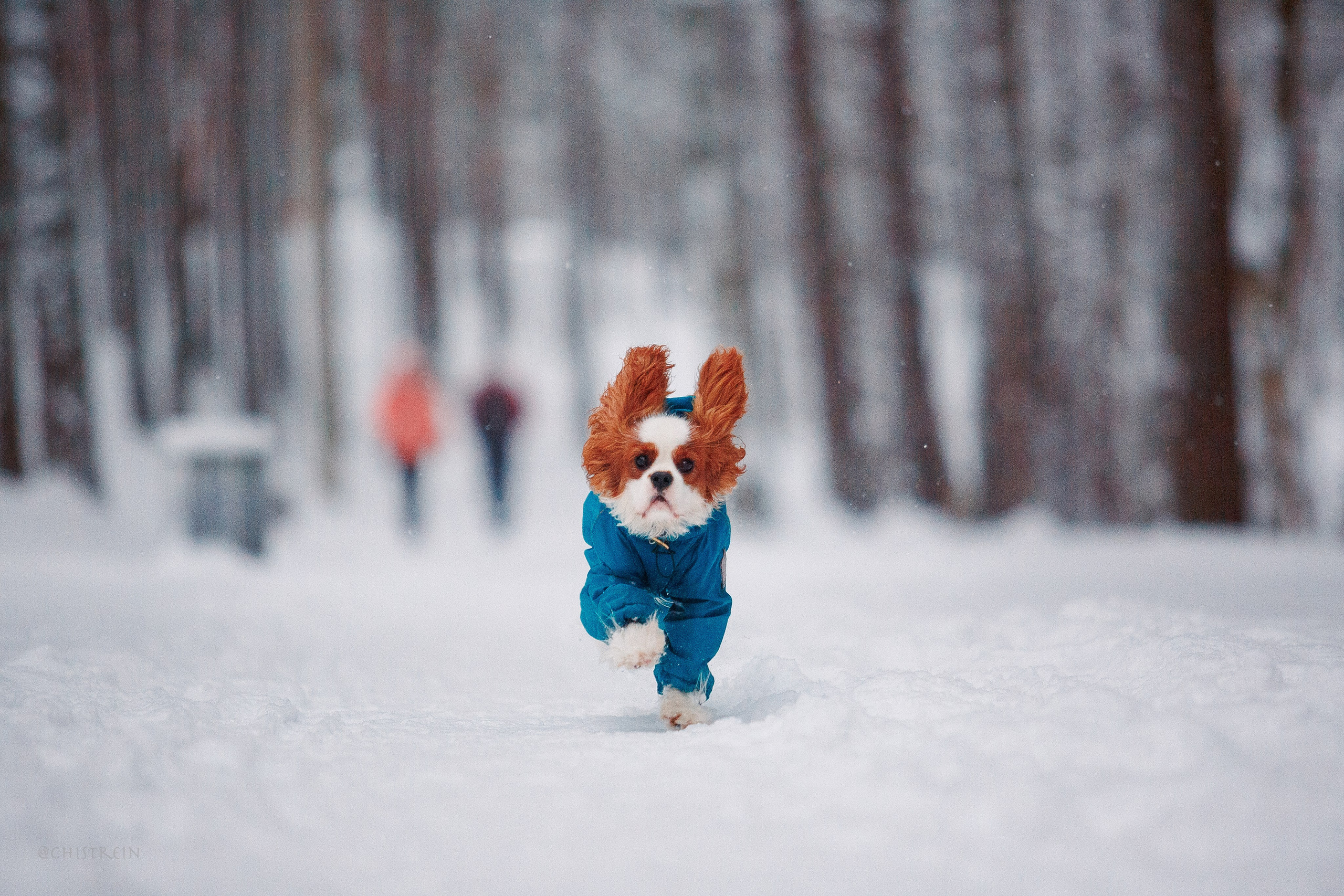 Внезапно апрельская зима. Фотограф-анималист Наталия Чистюхина в г. Сосновый Бор и ЛО