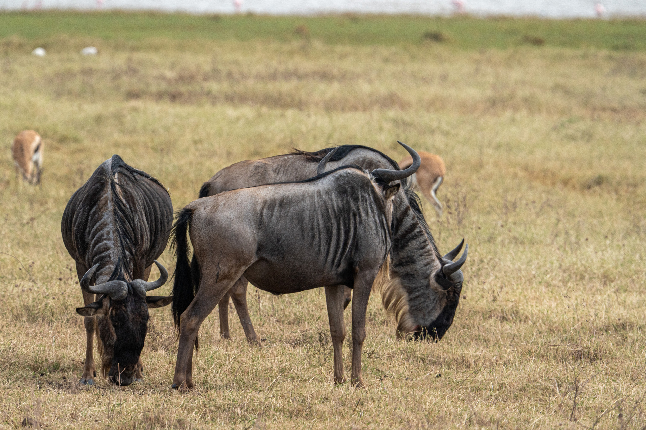 Танзания, сафари, 2025. Творческие сьемки