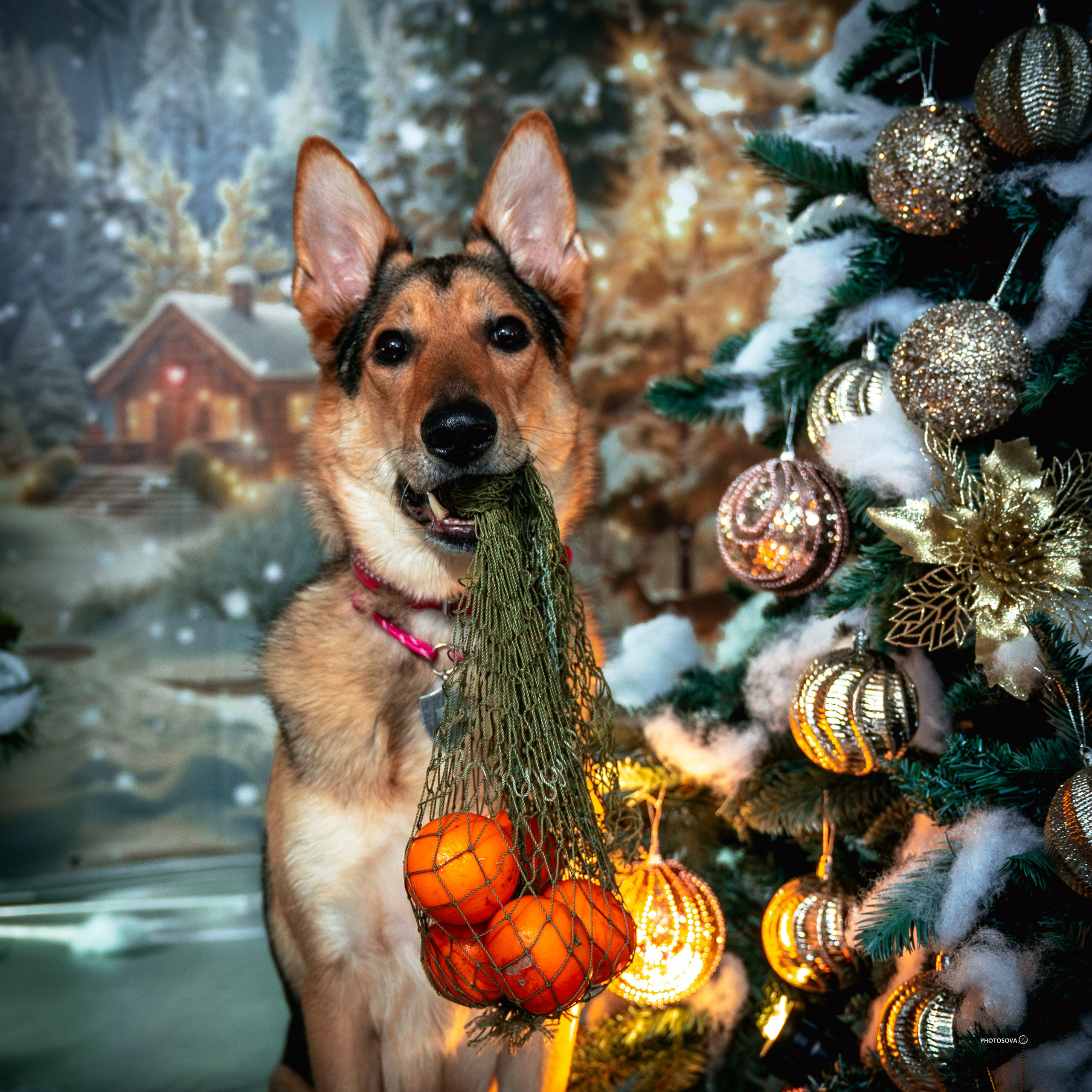 ФОТОПАМЯТЬ ВАШИХ ЭМОЦИЙ. Фотограф-анималист, семейный фотограф в Москве и Подмосковье. Фотосъёмка кинологических дисциплин