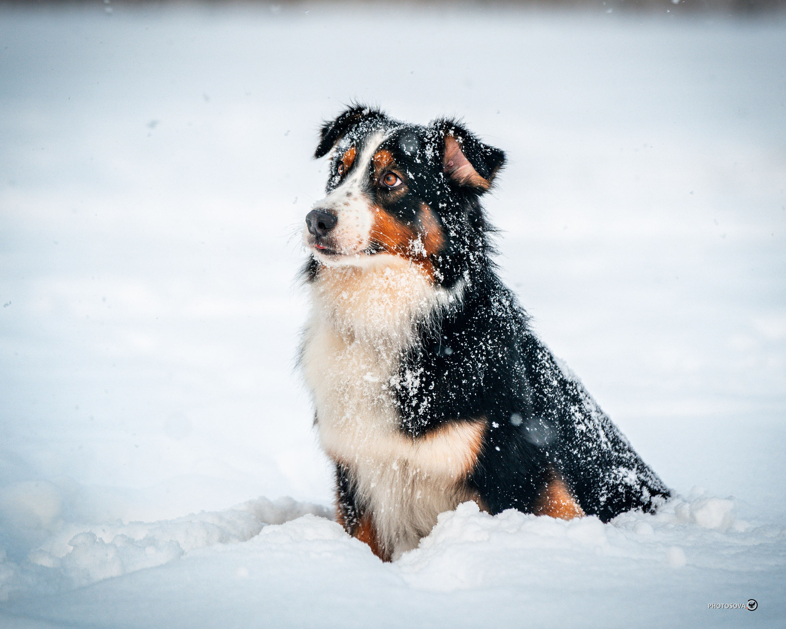 ФОТОПАМЯТЬ ВАШИХ ЭМОЦИЙ. Фотограф-анималист, семейный фотограф в Москве и Подмосковье. Фотосъёмка кинологических дисциплин