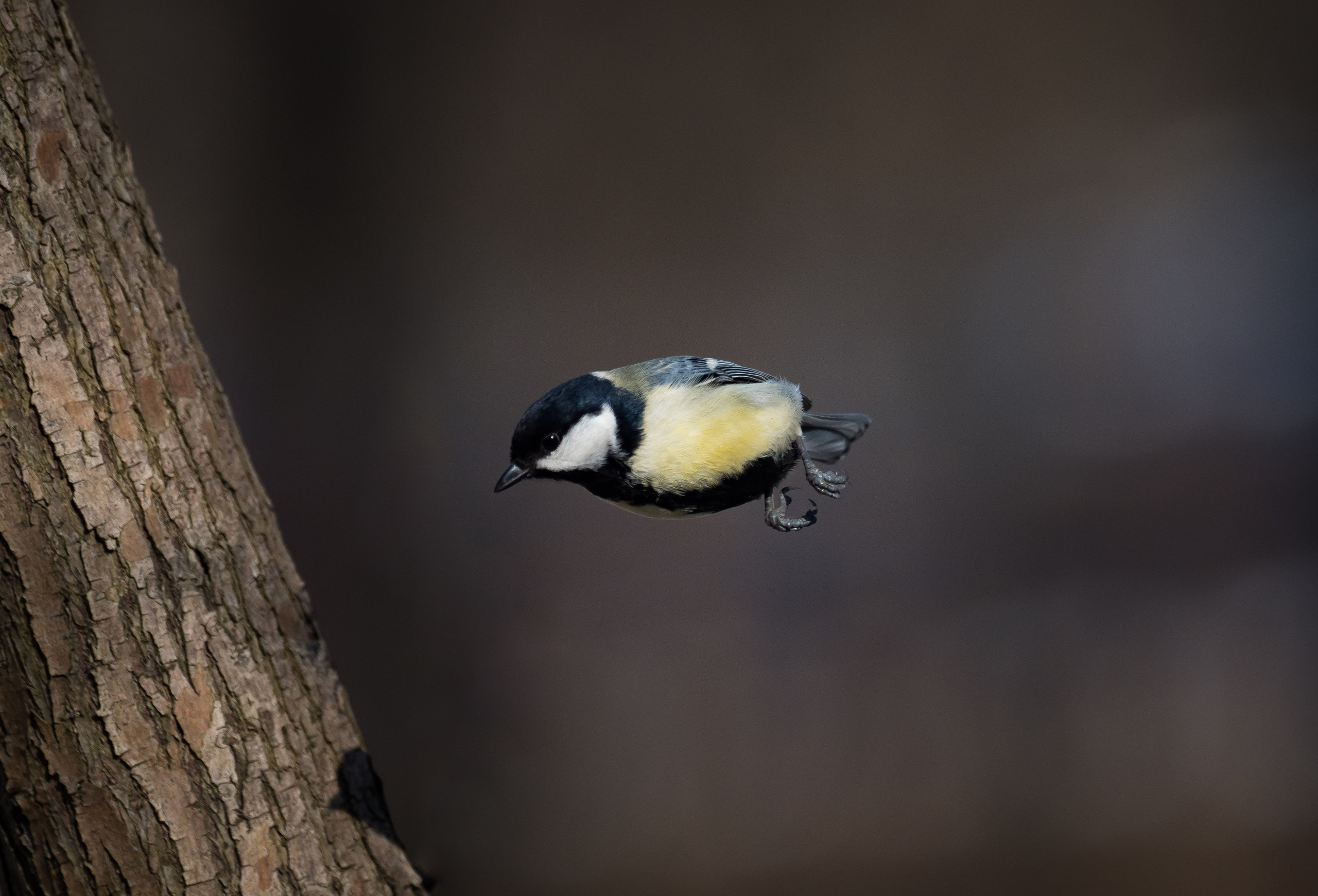 Птицы и животные. Oles Paritskiy