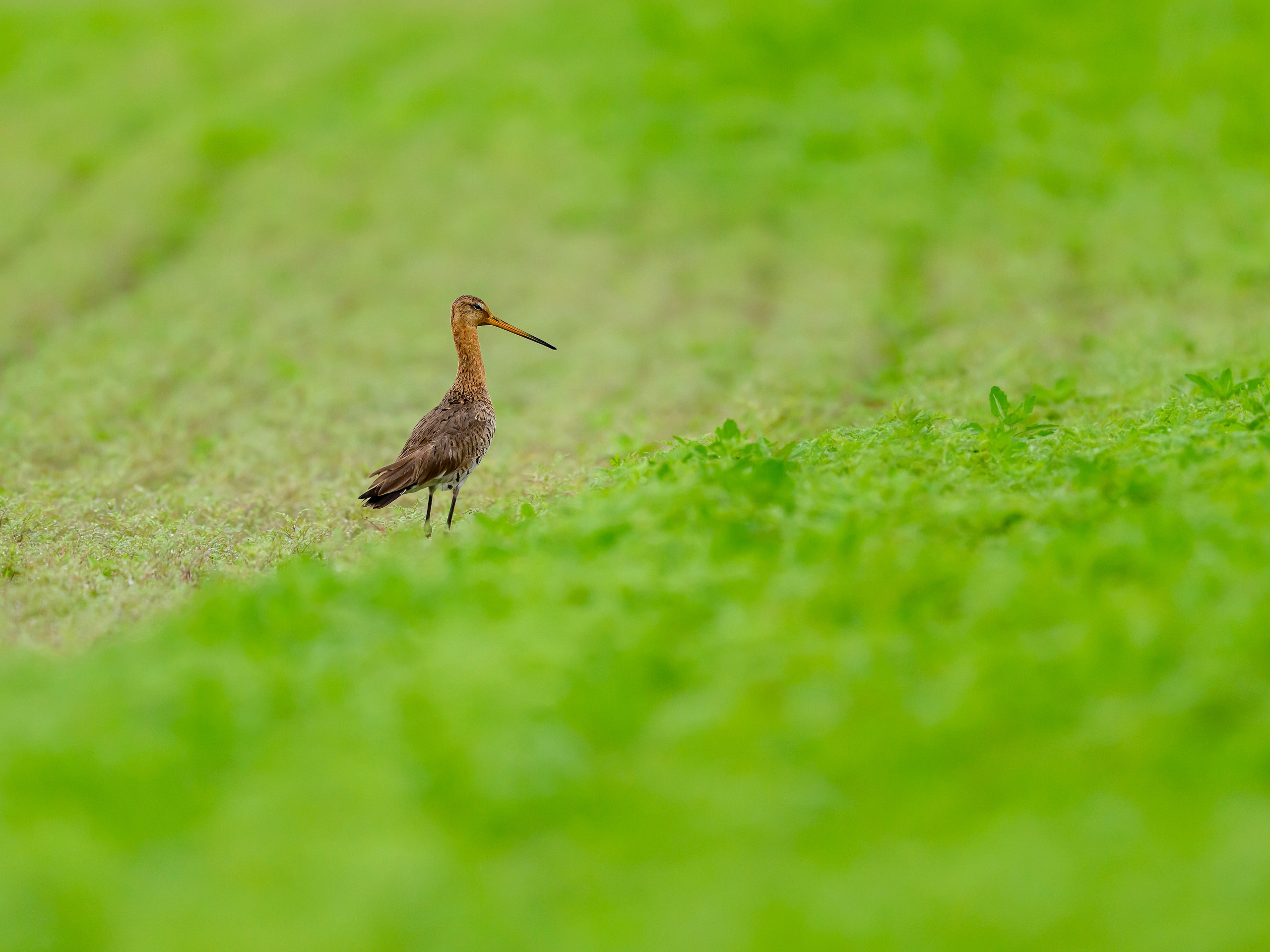 Веретенник. Фотограф Сергей Пупонин