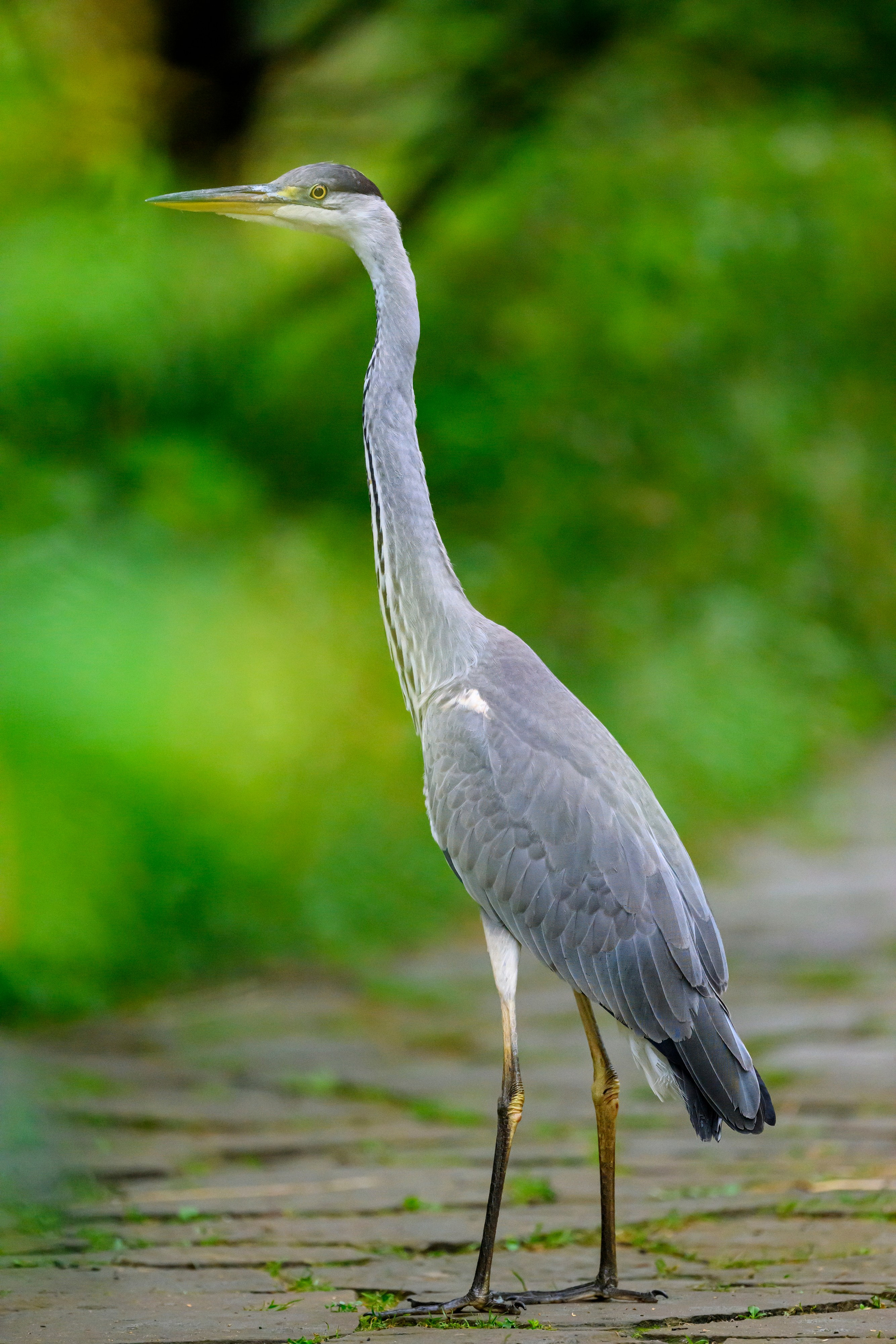 Красавки, цапли, утки: Парк Ближняя дача. Wildlife photography by Sergey Puponin