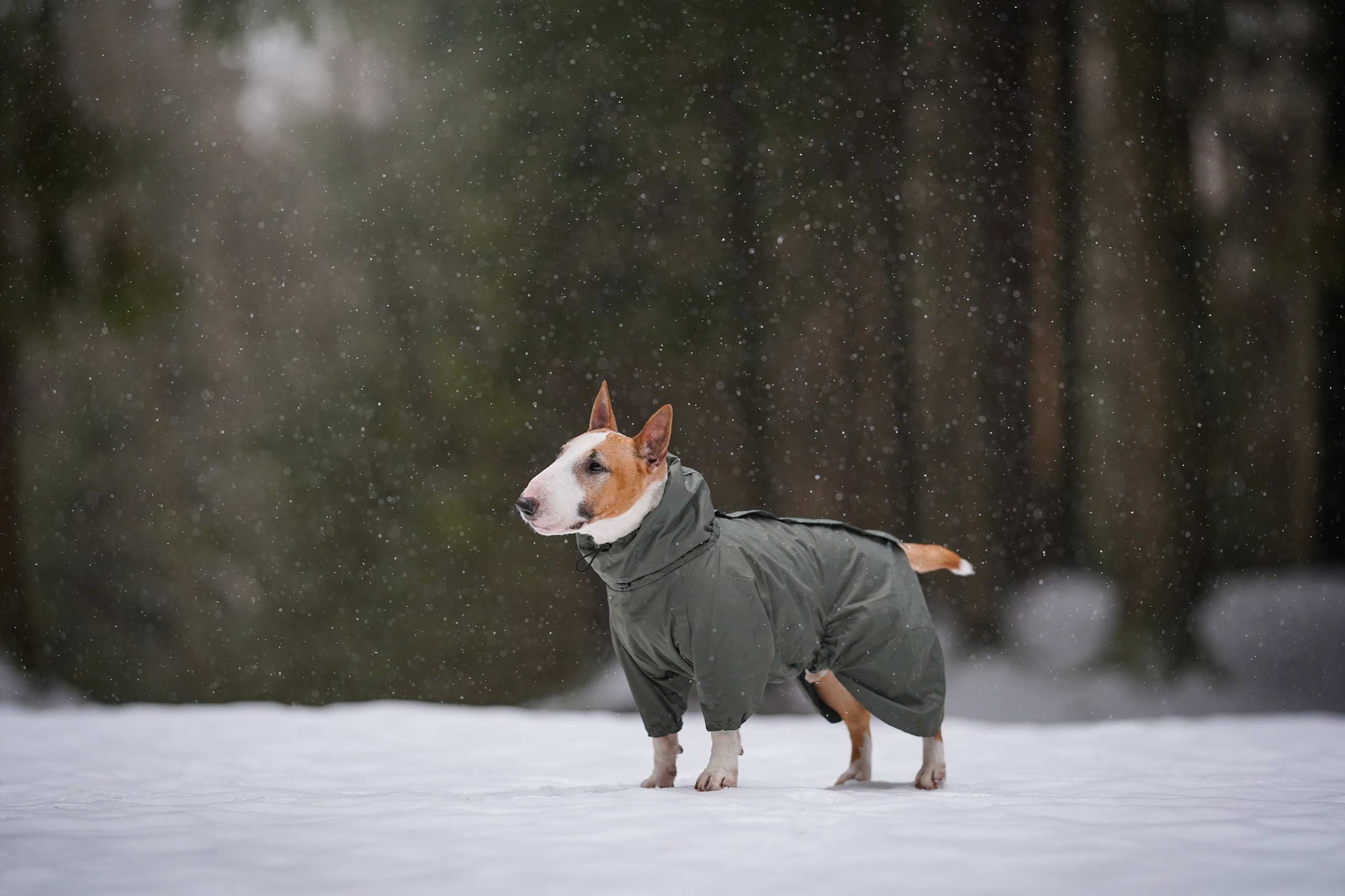 Юни и Панда. Фотограф-анималист в Санкт-Петербурге Яна Мартынова
