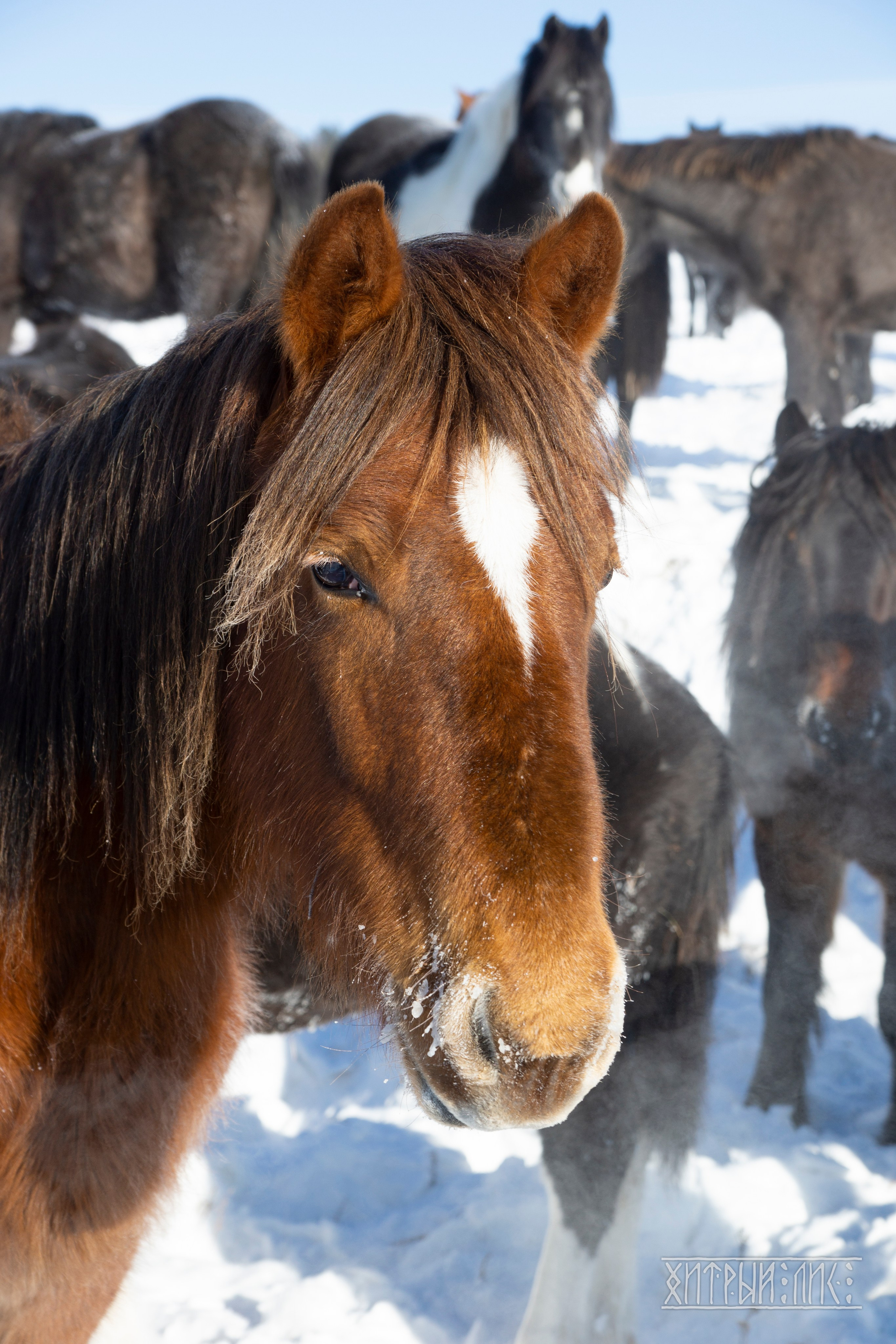 Байкал. Фотограф-путешественник Самойлов Максим «Sly Fox»