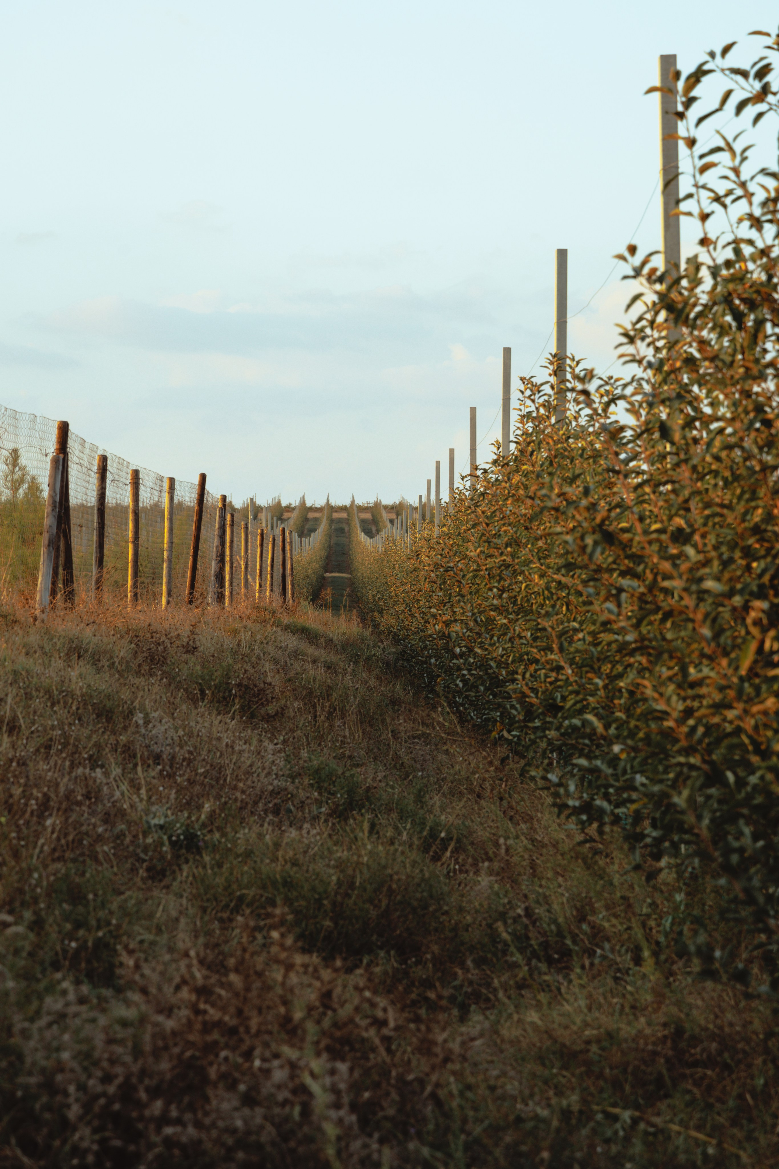 Domik в саду. Артем Корнев Фотограф