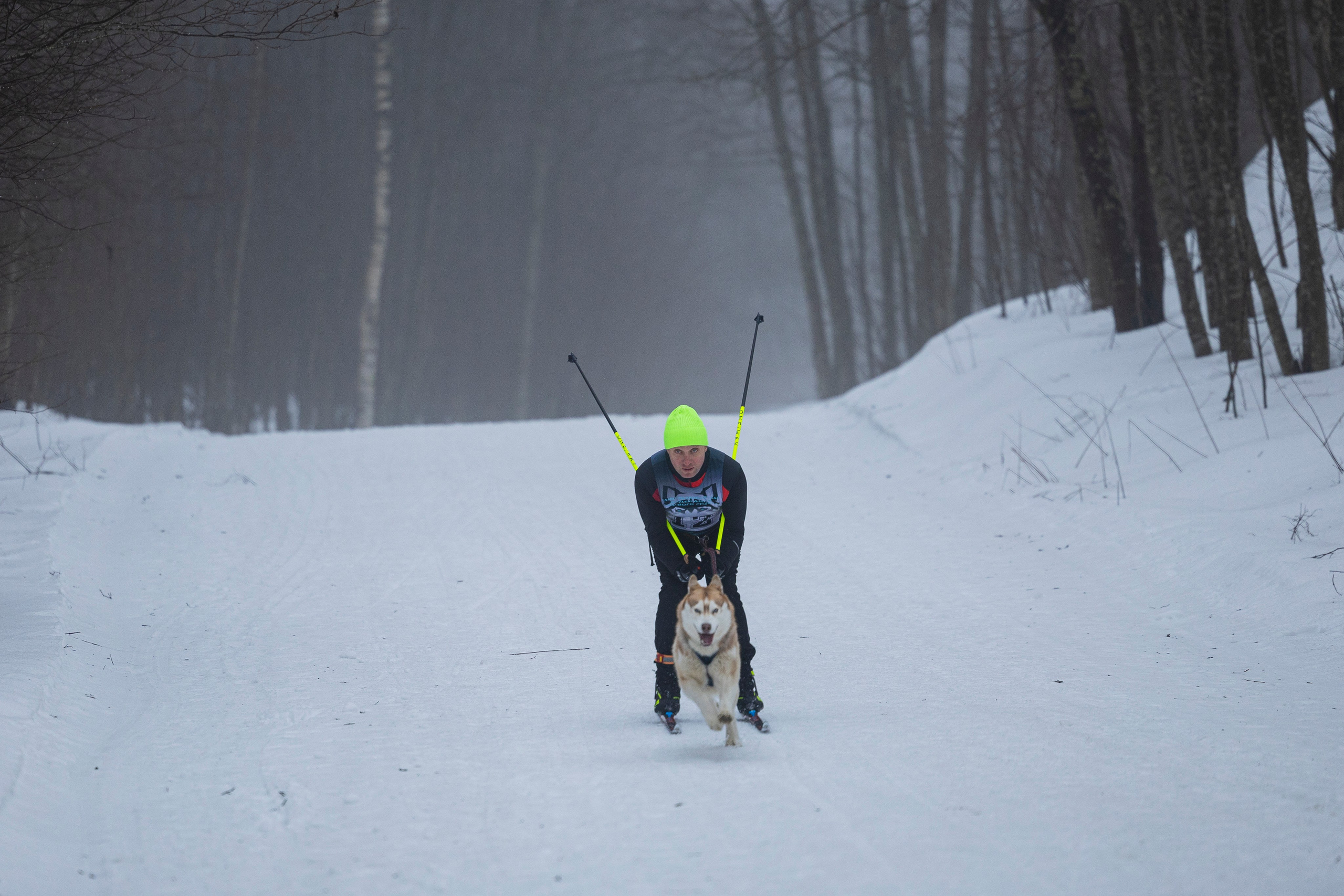 Зимний Чемпионат Санкт-Петербурга по ездовому спорту. Фотограф-анималист Анна Маринич
