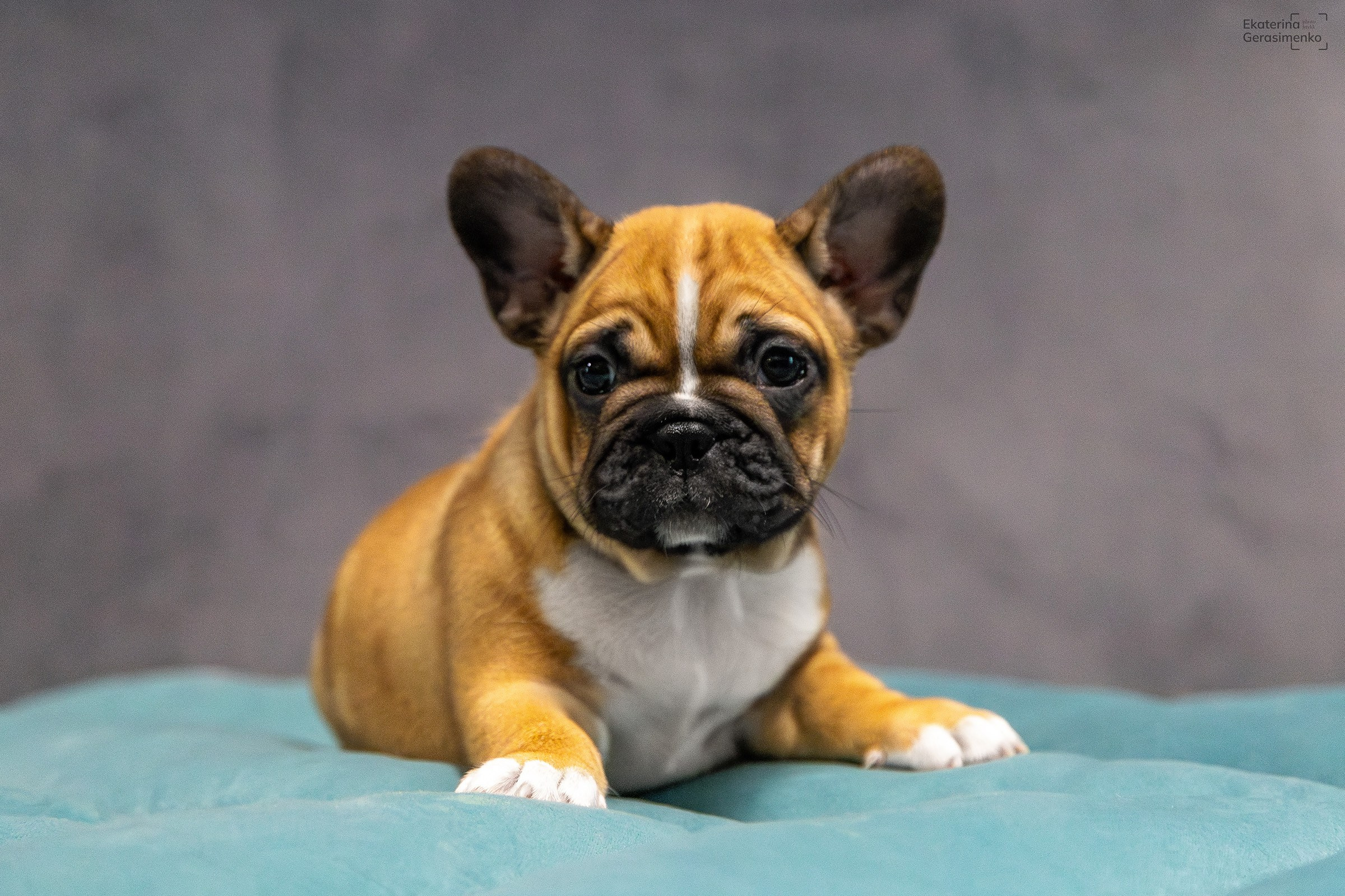 Щенки французского бульдога. Htykk_photo