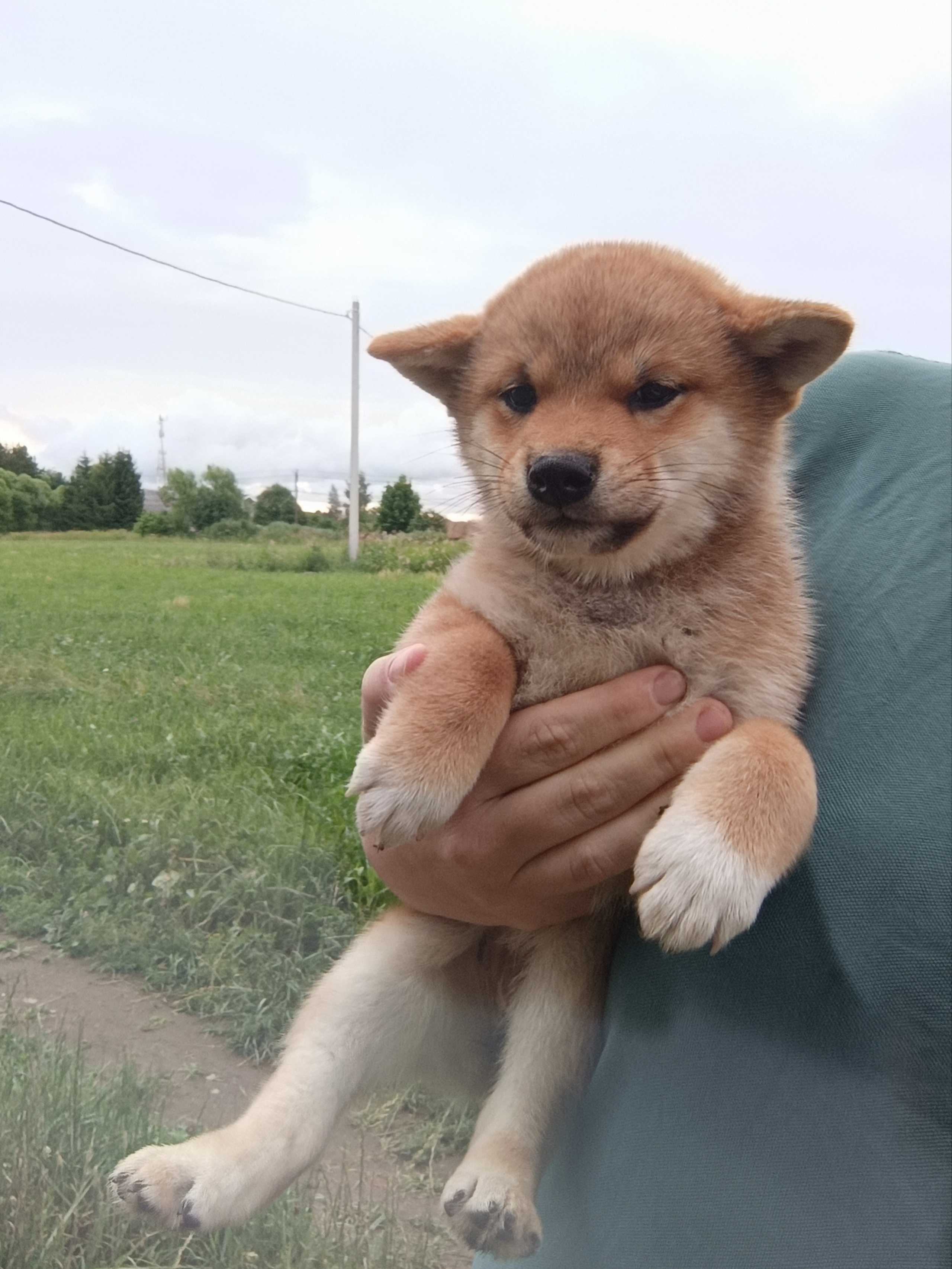 сиба питомник Рубилайт щенки на продажу rubylight  сиба щенки купить СПб Санкт-Петербург