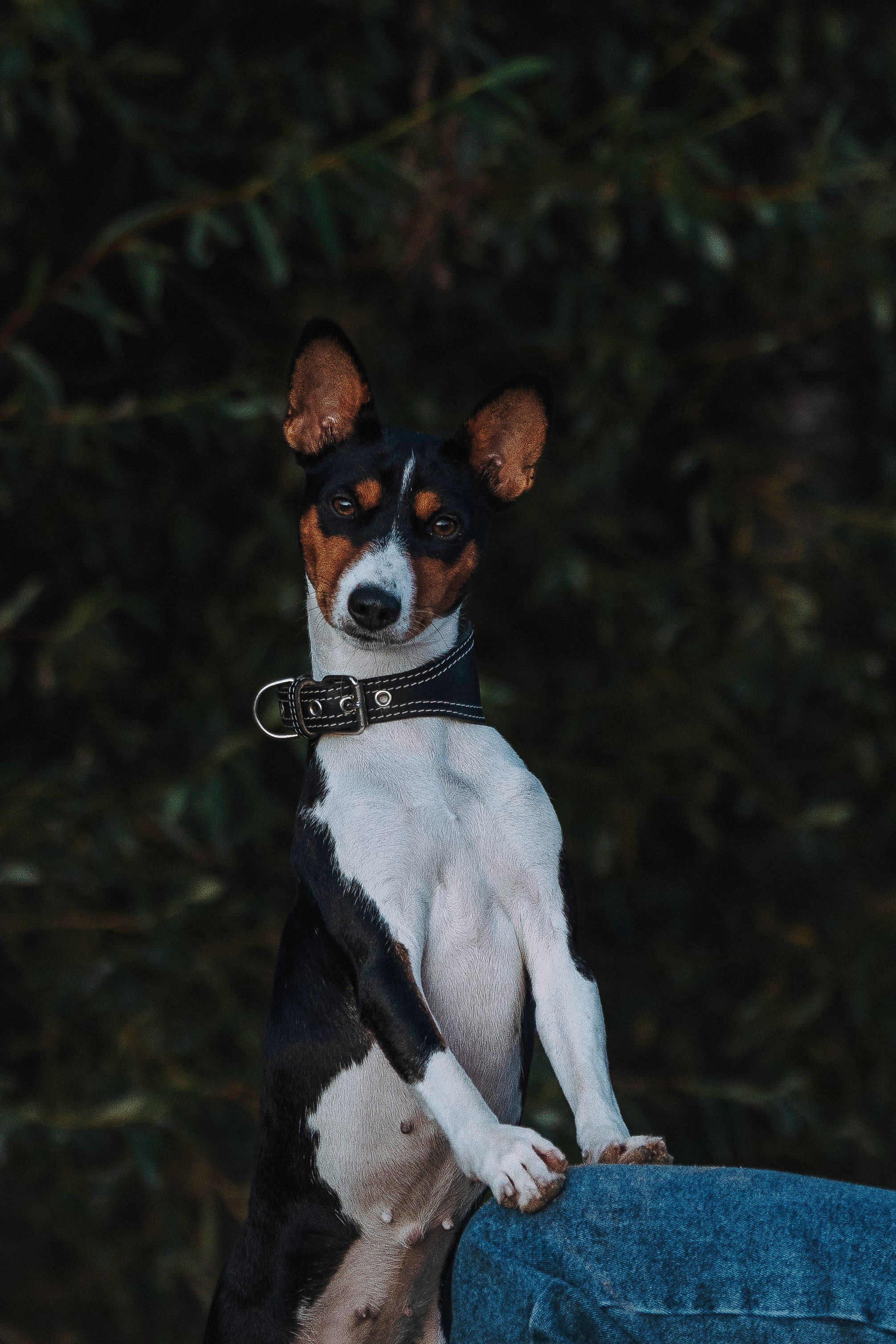 Екатерина и Дива. Фотограф анималист в Спб недорого Олеся Майорова