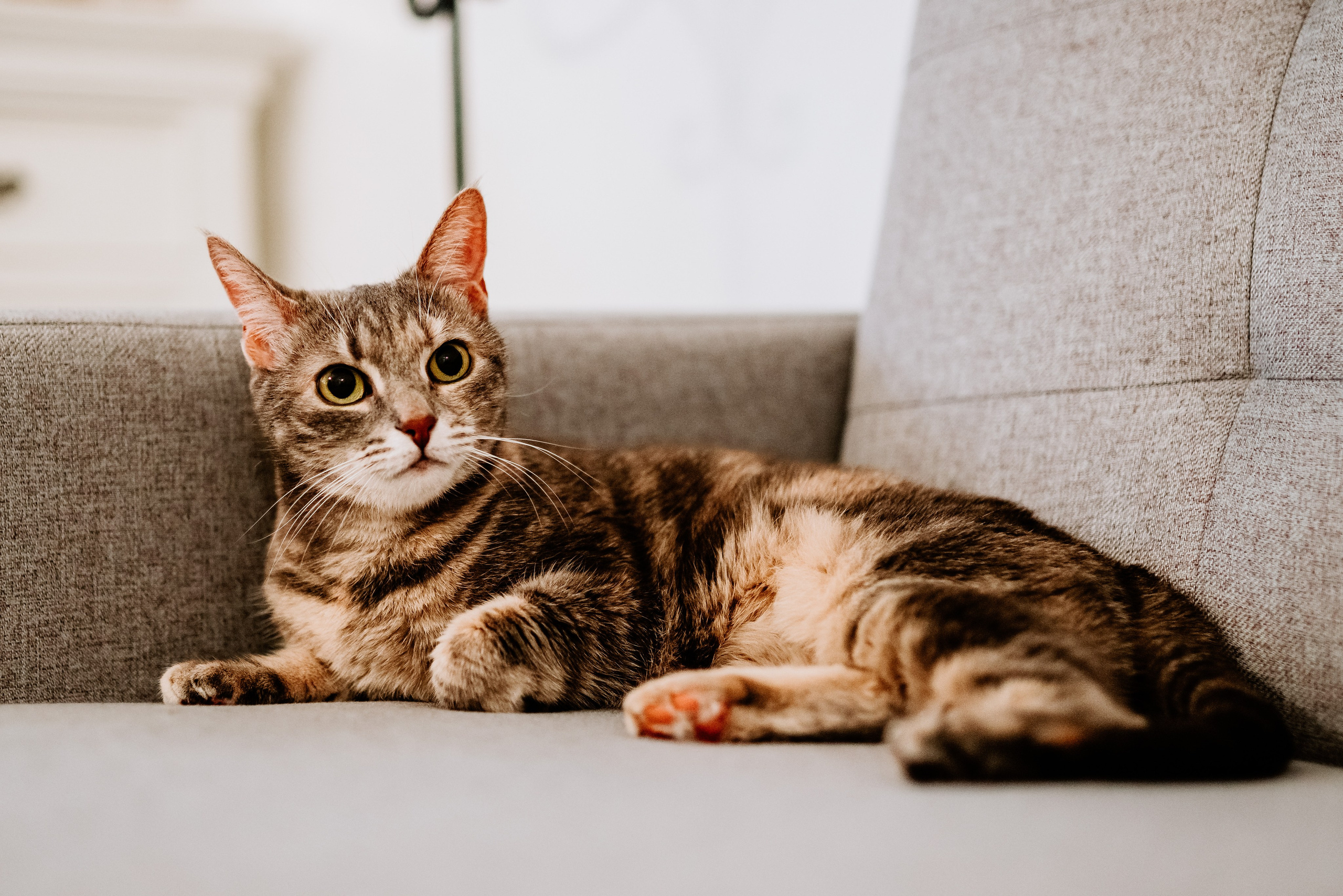 Натали и Иззи. Фотограф анималист в Спб недорого Олеся Майорова