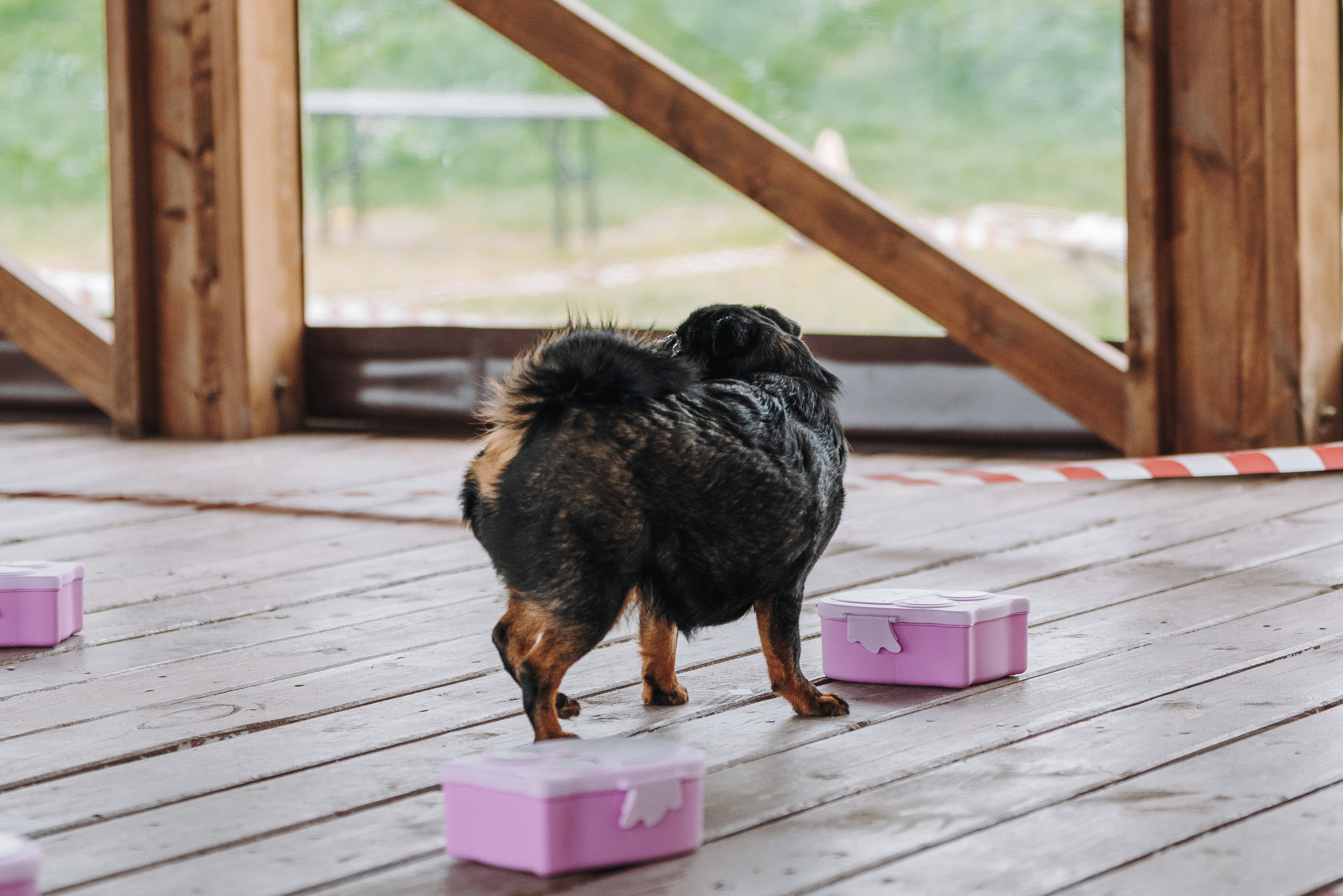Соревнования по ноузворку в Лосево. Фотограф анималист в Спб недорого Олеся Майорова