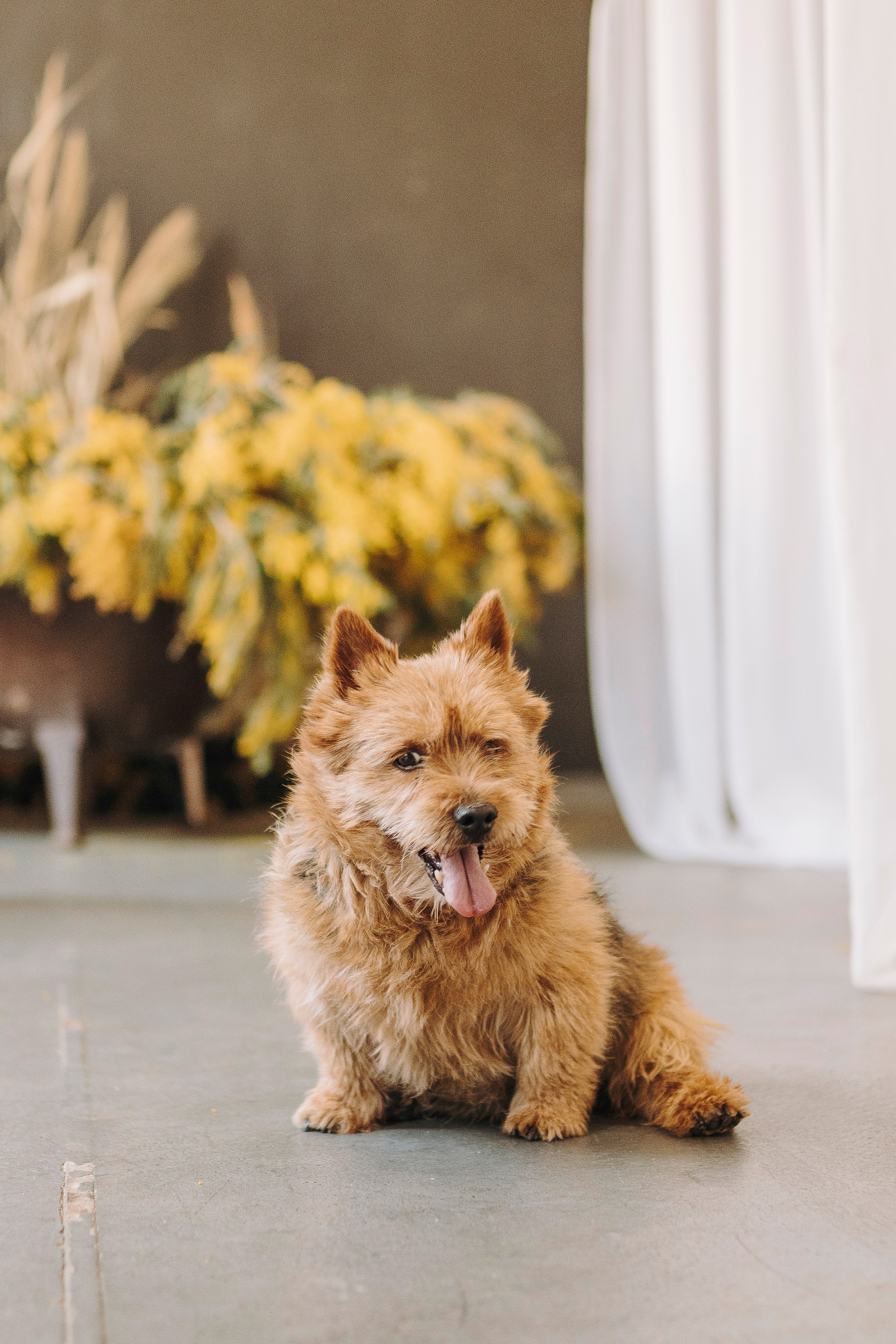 Маша и Рамси. Фотограф анималист в Спб недорого Олеся Майорова