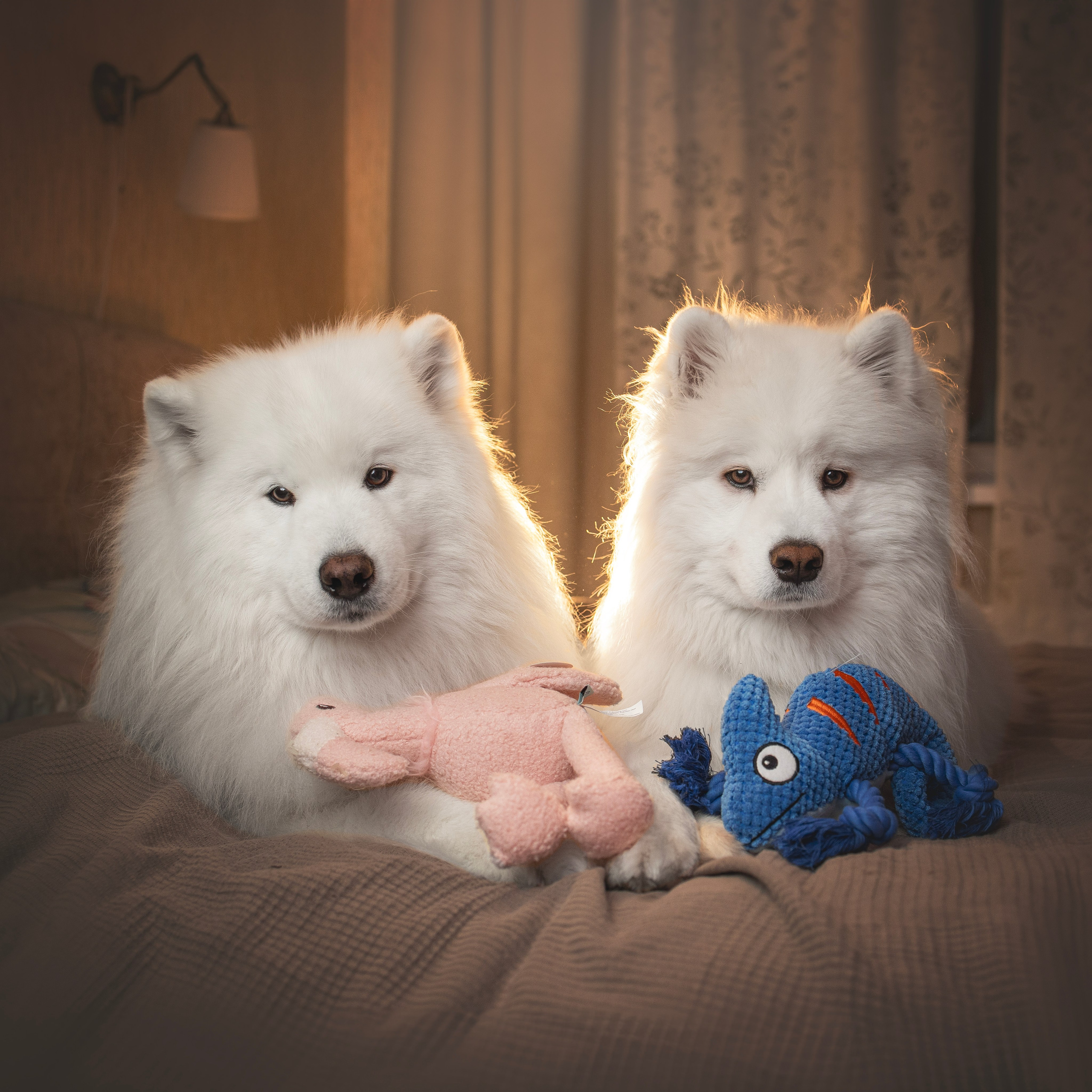 Для брендов. Фотограф анималист в Москве Майорова Евгения