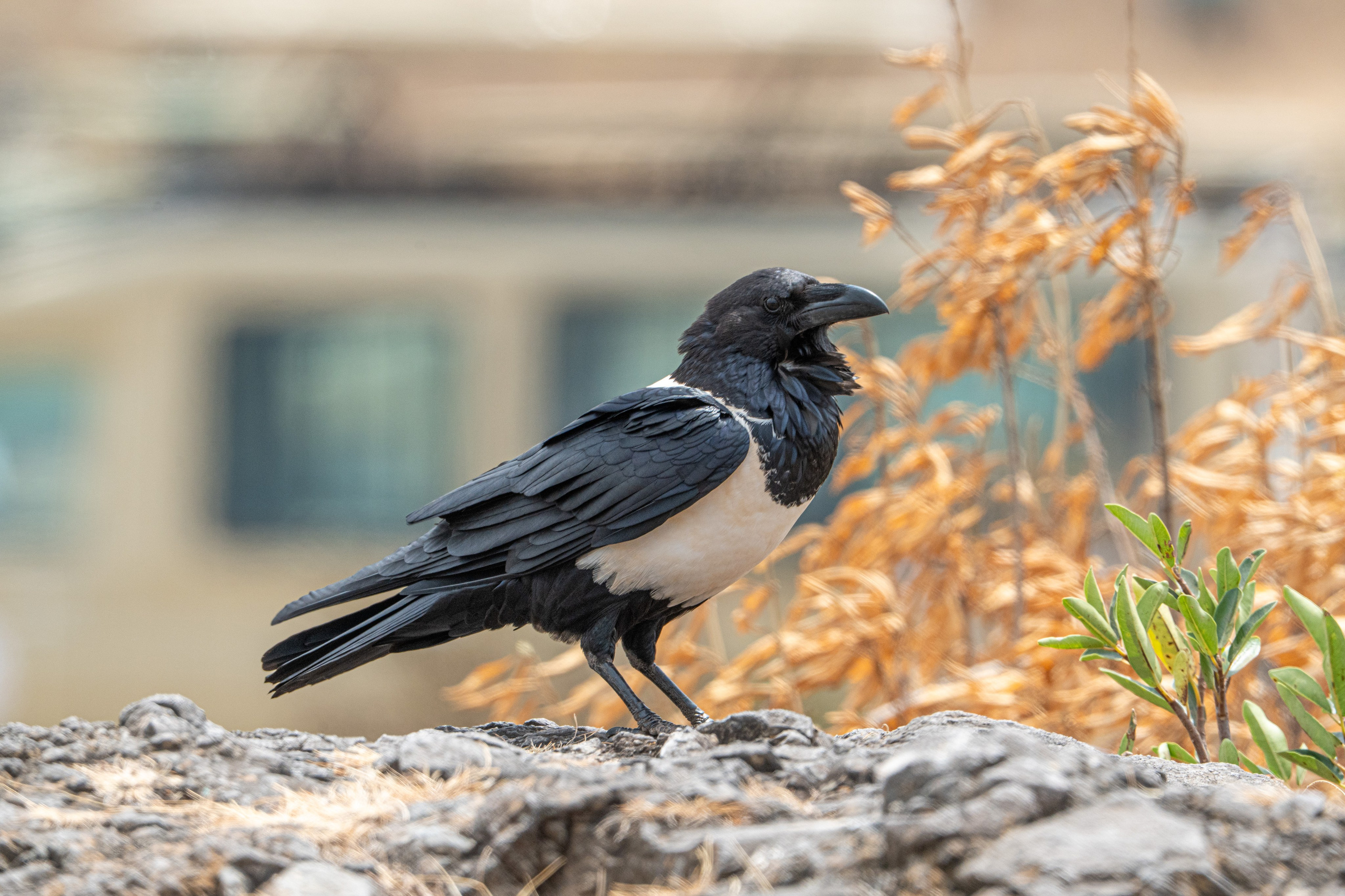 Танзания, сафари, 2025. Творческие сьемки