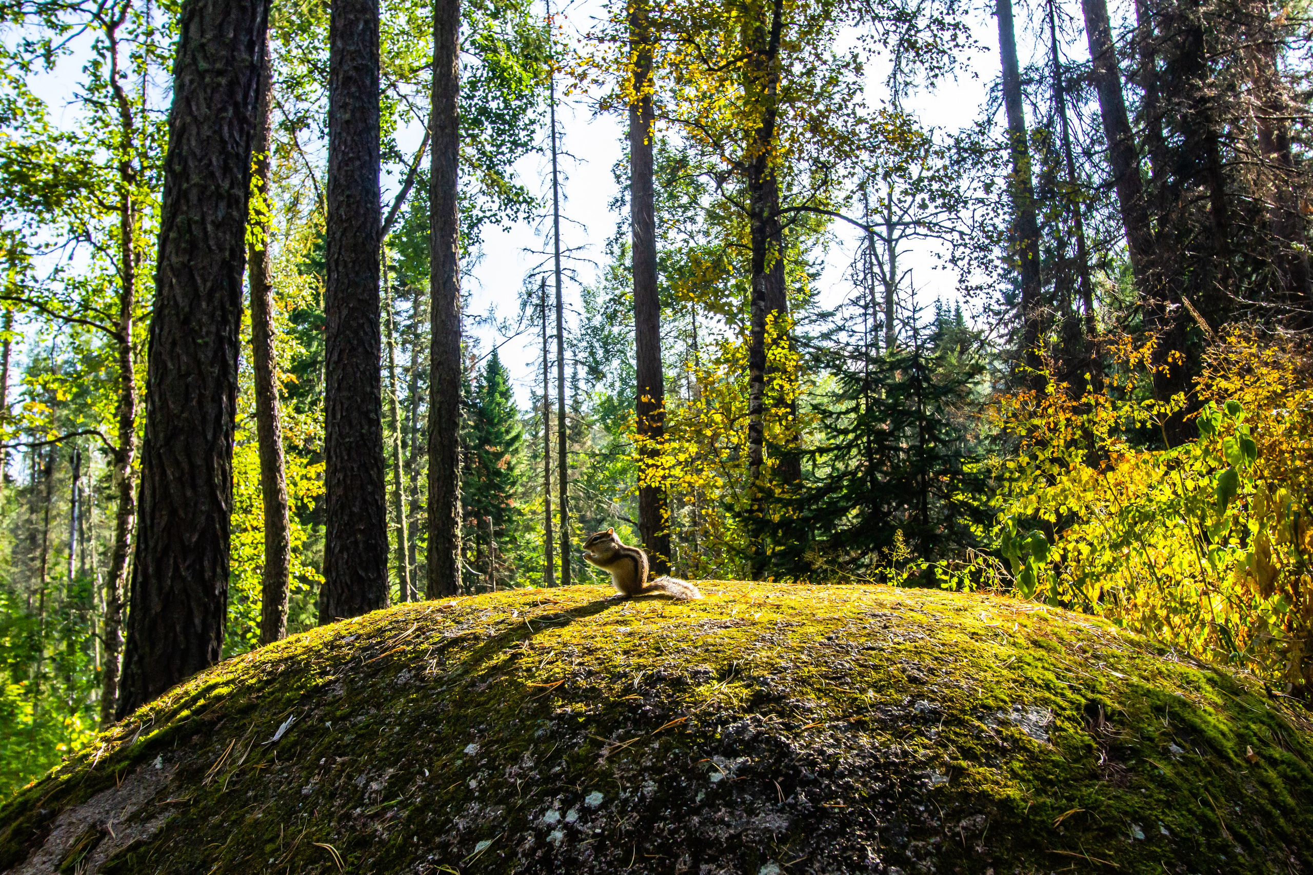 Красноярские столбы. Travel-фотограф Ирина Милинцова
