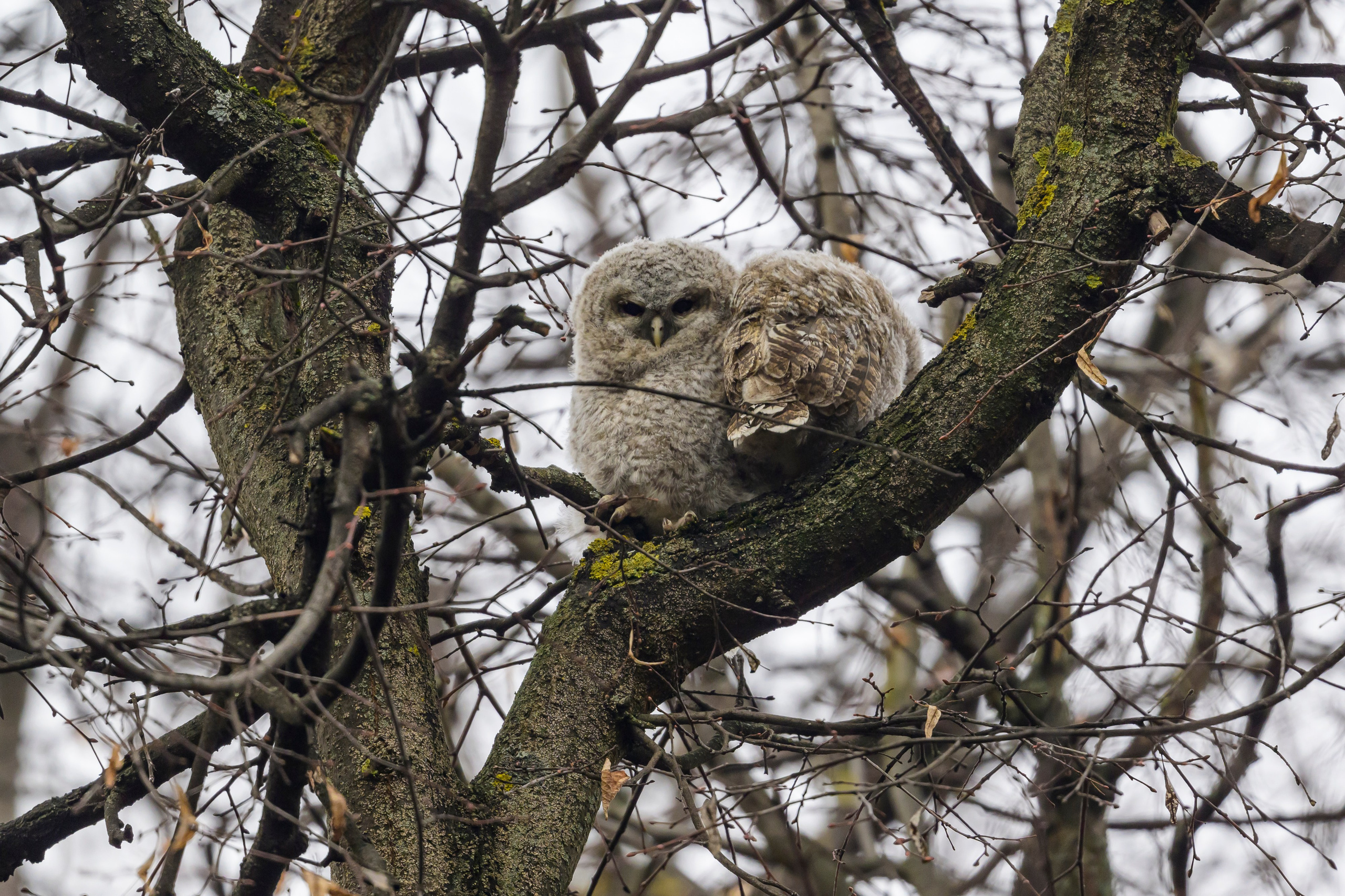 Серая неясыть и шесть совят. Tawny owl and six owlets. Фотограф Сергей Пупонин