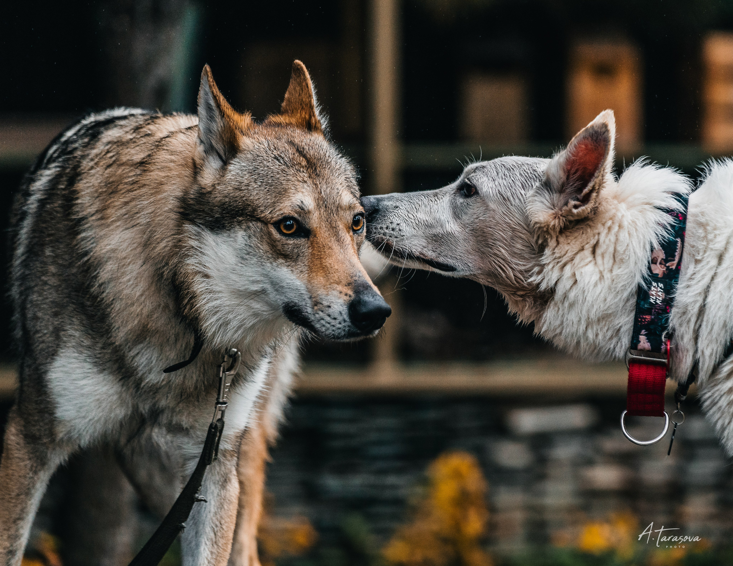 ФОТОПАМЯТЬ ВАШИХ ЭМОЦИЙ. Фотограф-анималист, семейный фотограф в Москве и Подмосковье. Фотосъёмка кинологических дисциплин
