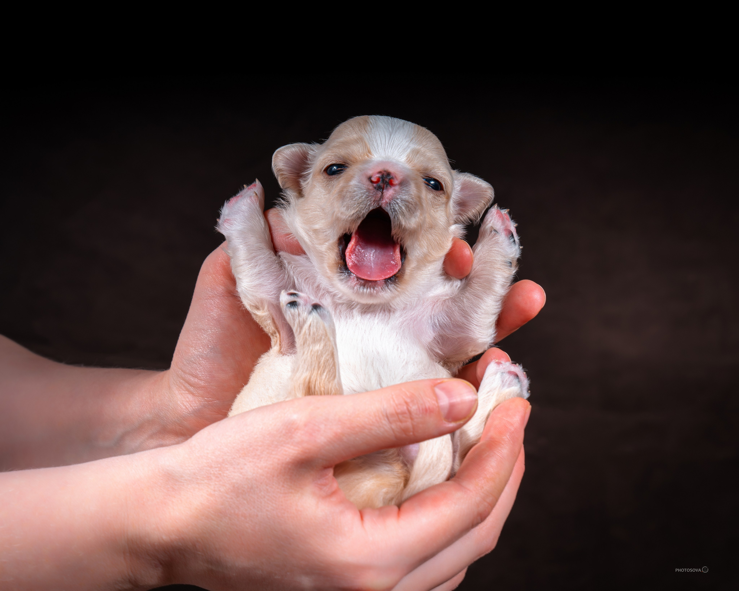 ФОТОПАМЯТЬ ВАШИХ ЭМОЦИЙ. Фотограф-анималист, семейный фотограф в Москве и Подмосковье. Фотосъёмка кинологических дисциплин