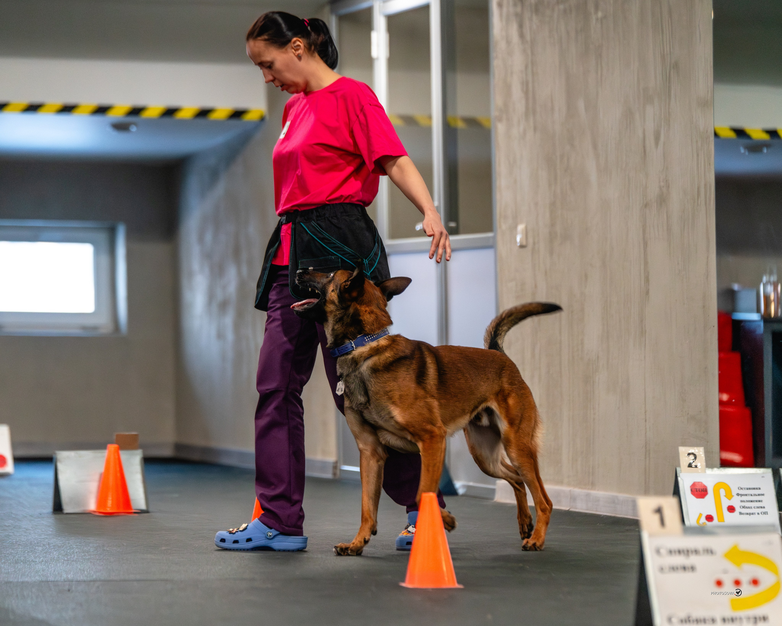 ТЫ И Я (соревнования по ралли-обидиенс). Фотограф-анималист, семейный фотограф в Москве и Подмосковье. Фотосъёмка кинологических дисциплин