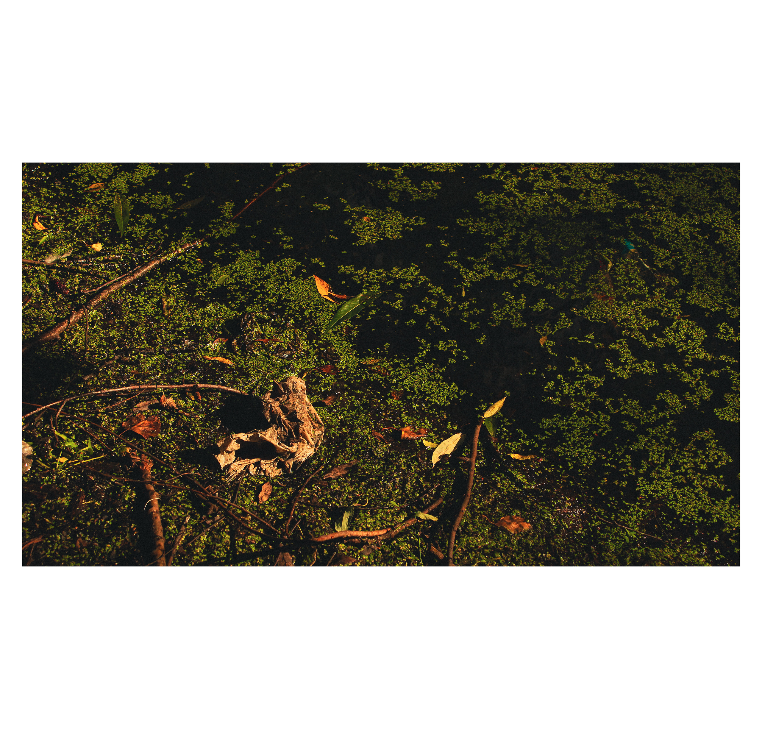 Summertime. Фотограф/дизайнер в Екатеринбурге Хитрый Дмитрий