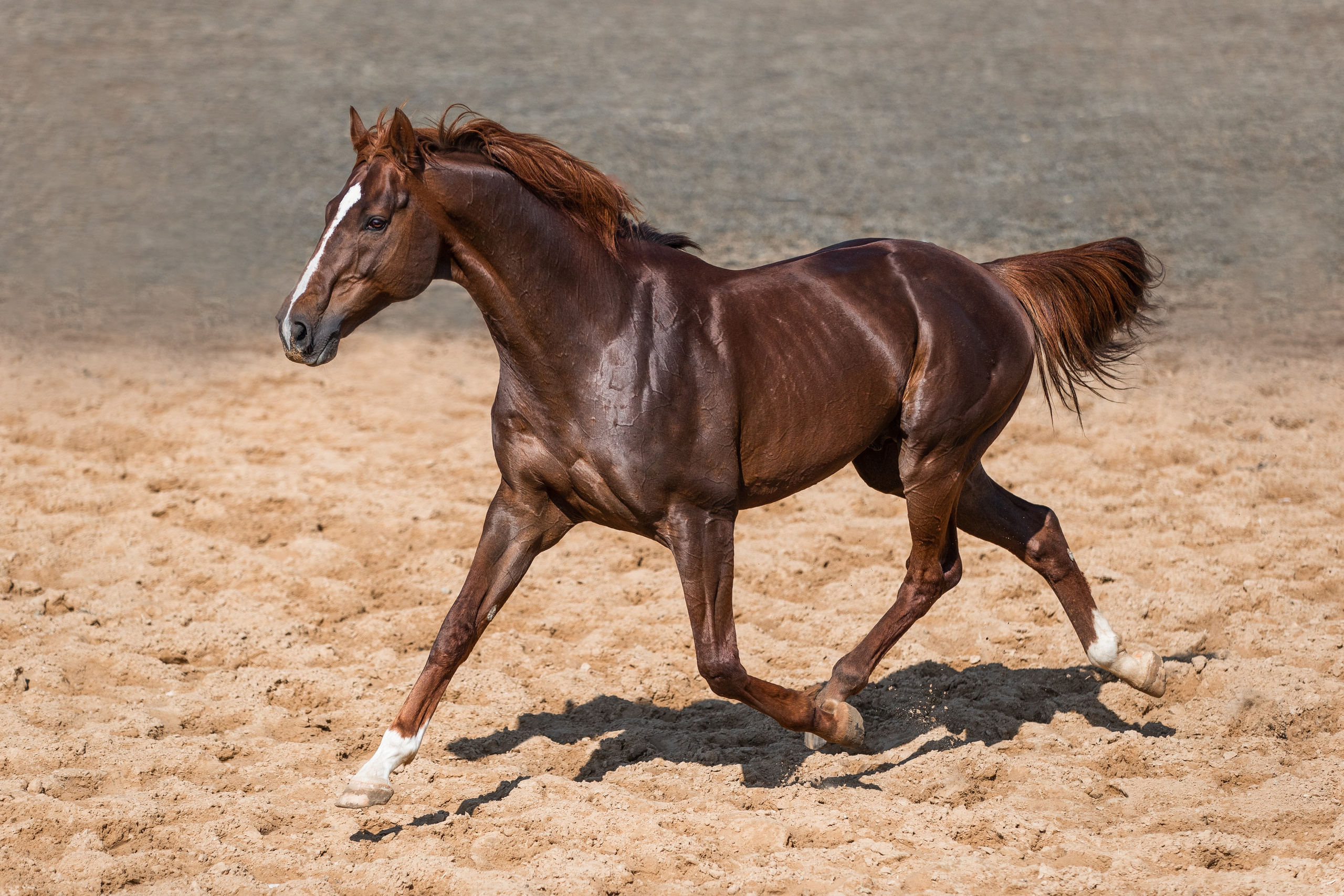 В движении. Фотограф-анималист Ксендзова Кристина