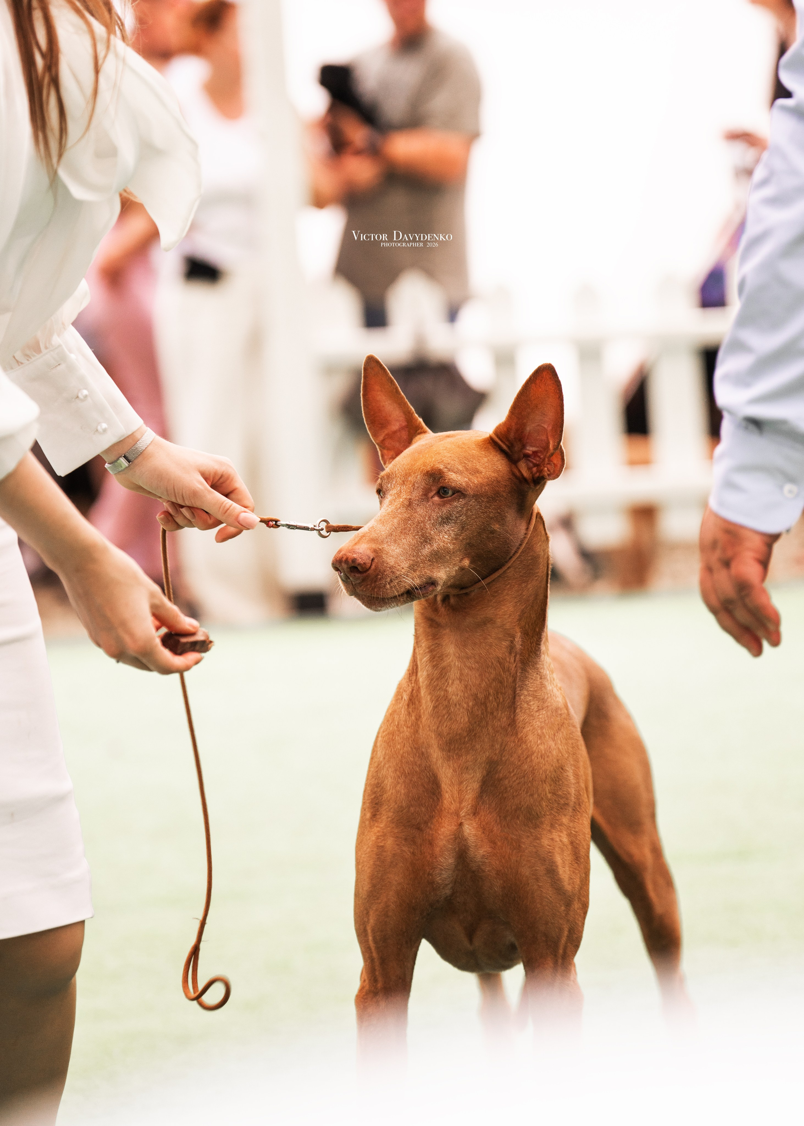 Dog Show. Давыденко Анна / Фотограф Краснодар/Сочи