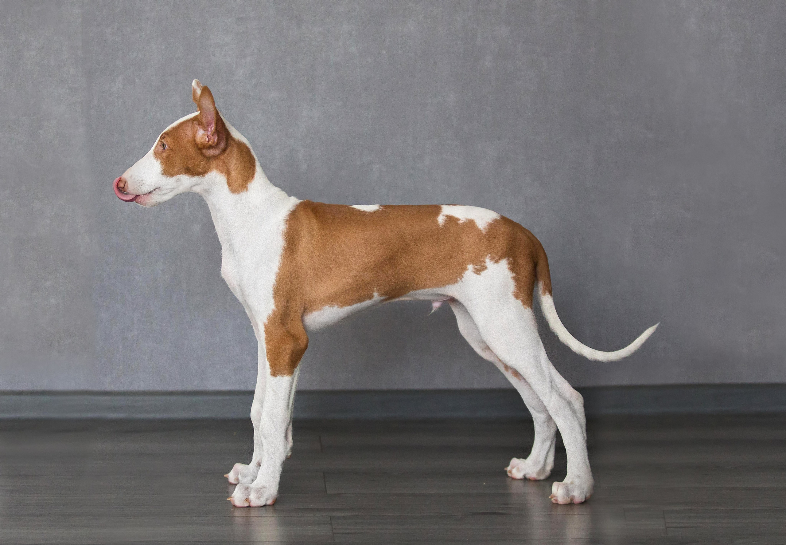 Поденко Ибиценко. Https://moshkovaphoto.ru/