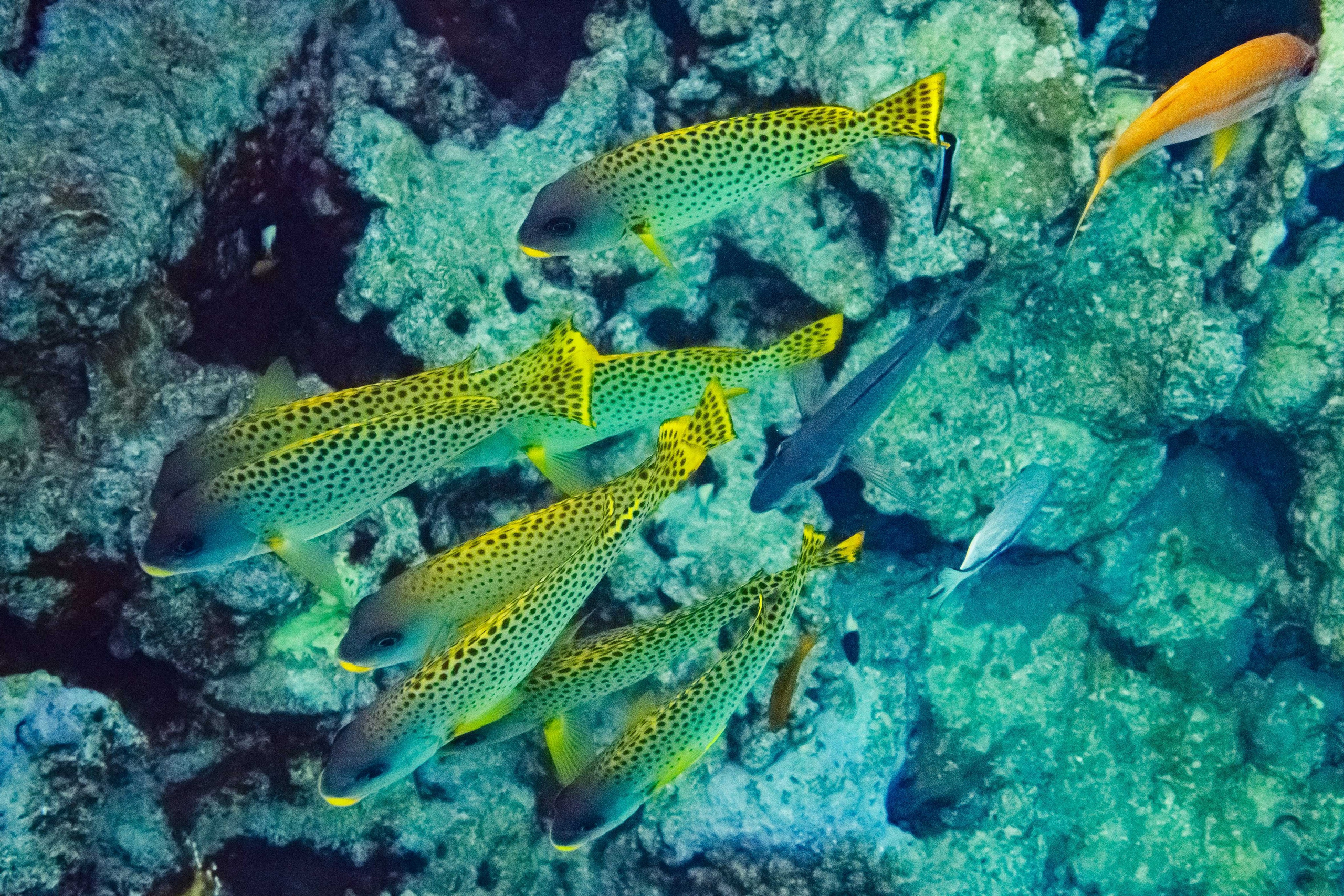 Fish. Фотограф Светлана Голицына