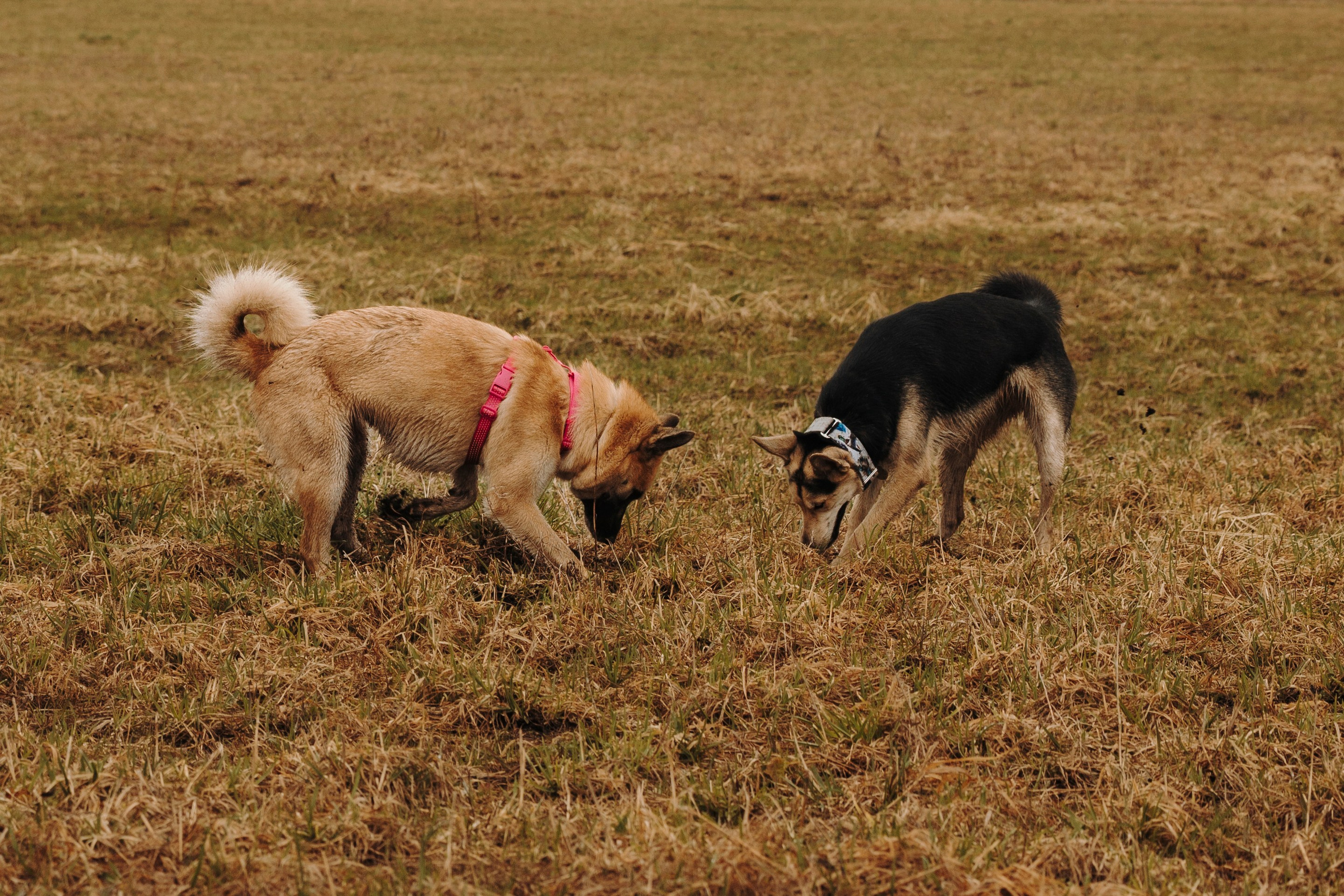 Смена в «DogCamp». Анастасия Белаш