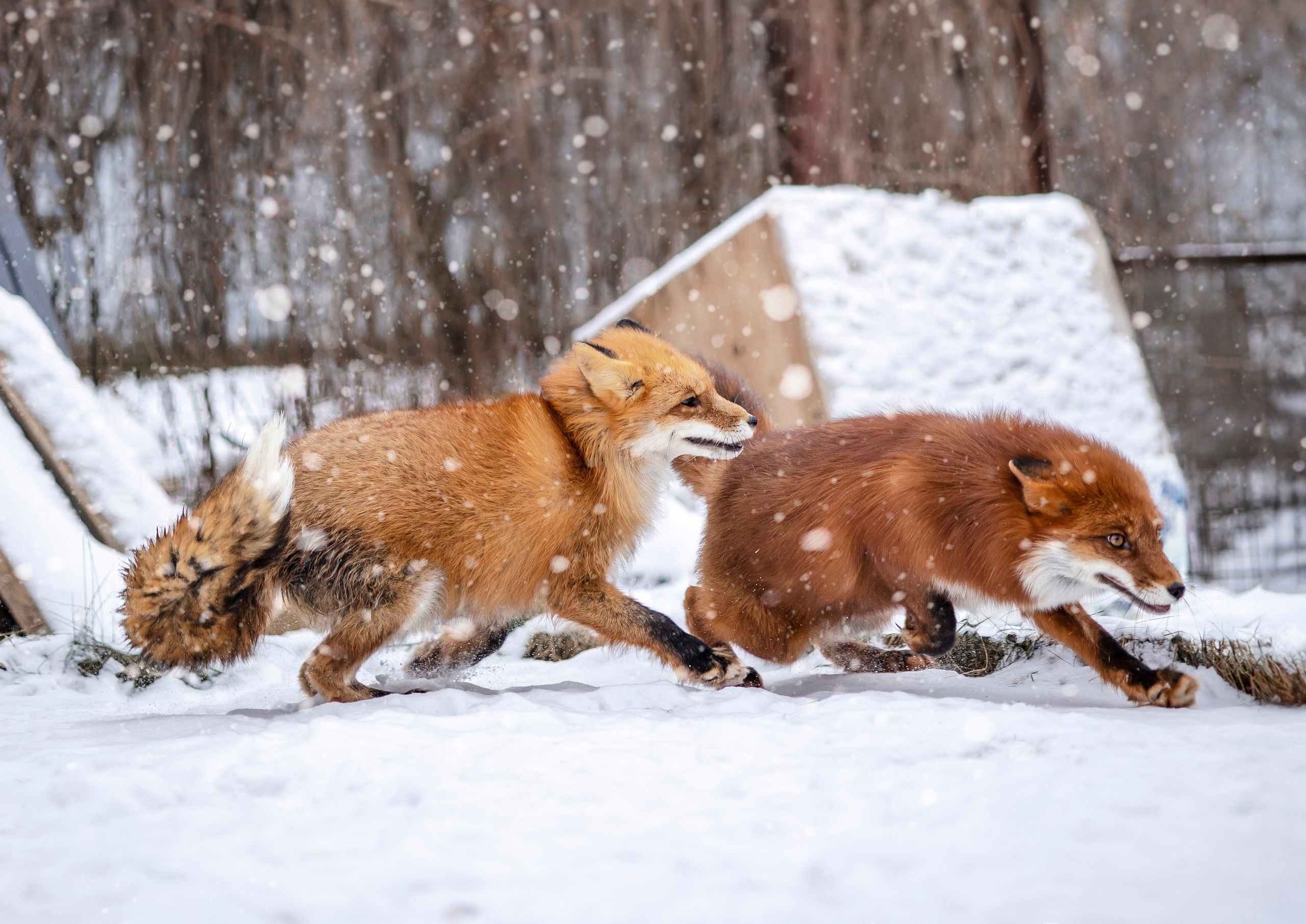 Съемка с лисами. Анастасия Белаш