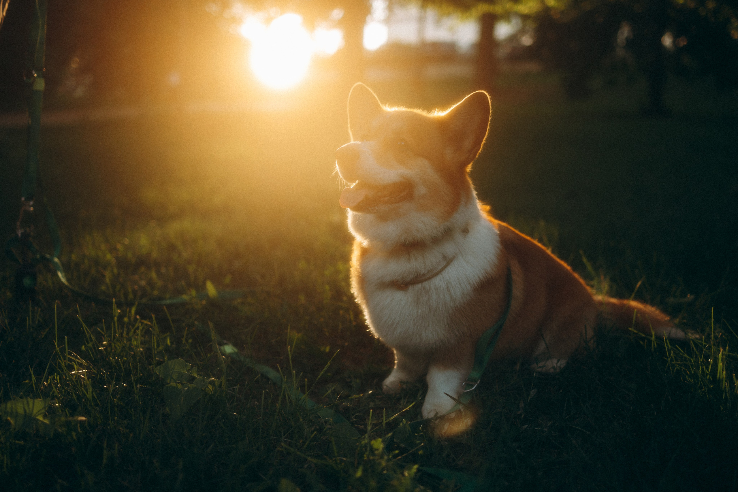 Момо, Люда и Эд. Фотограф анималист Анастасия Пикей