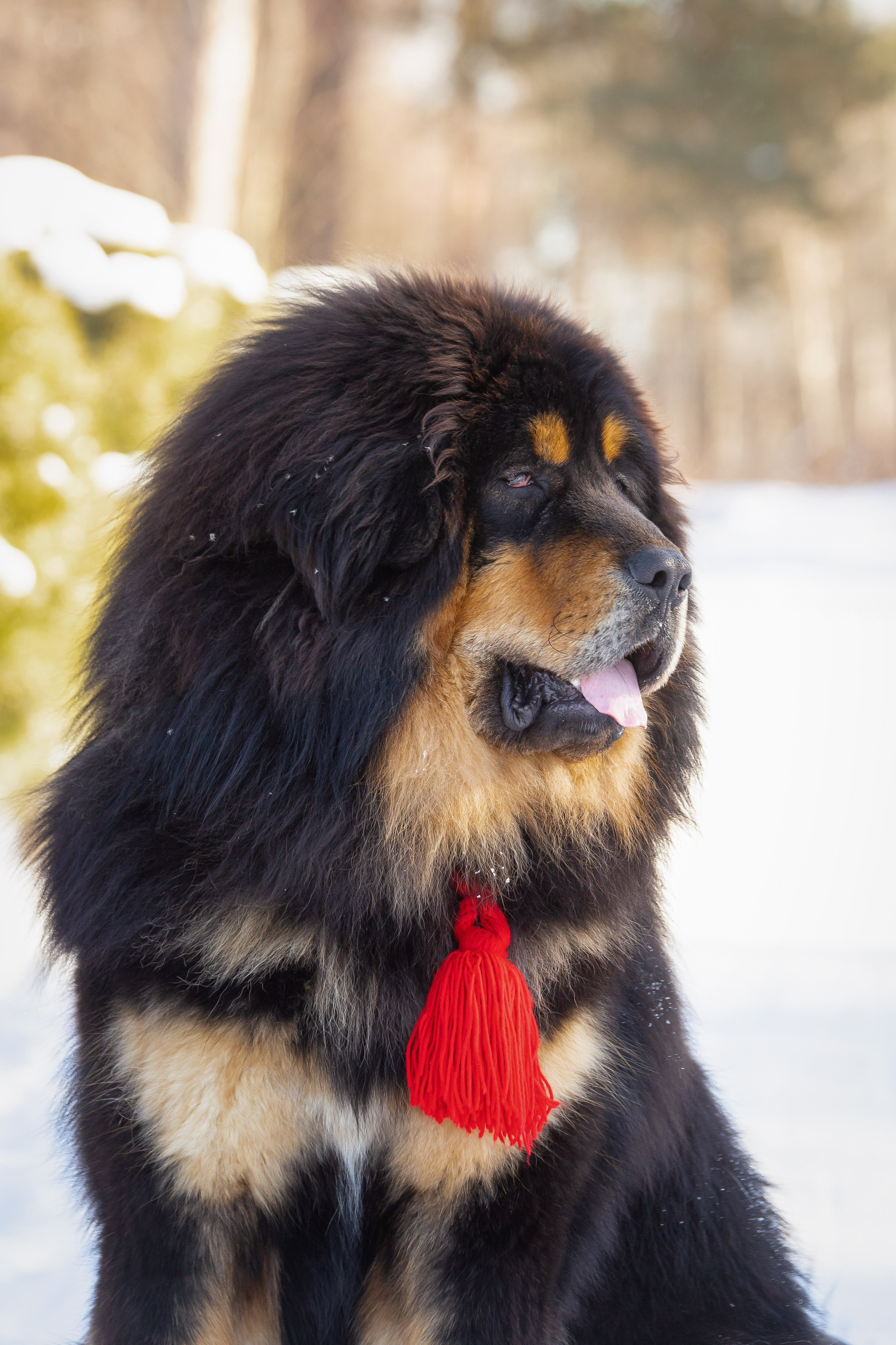 Самбу. Юлия Микульская. Рыбинск