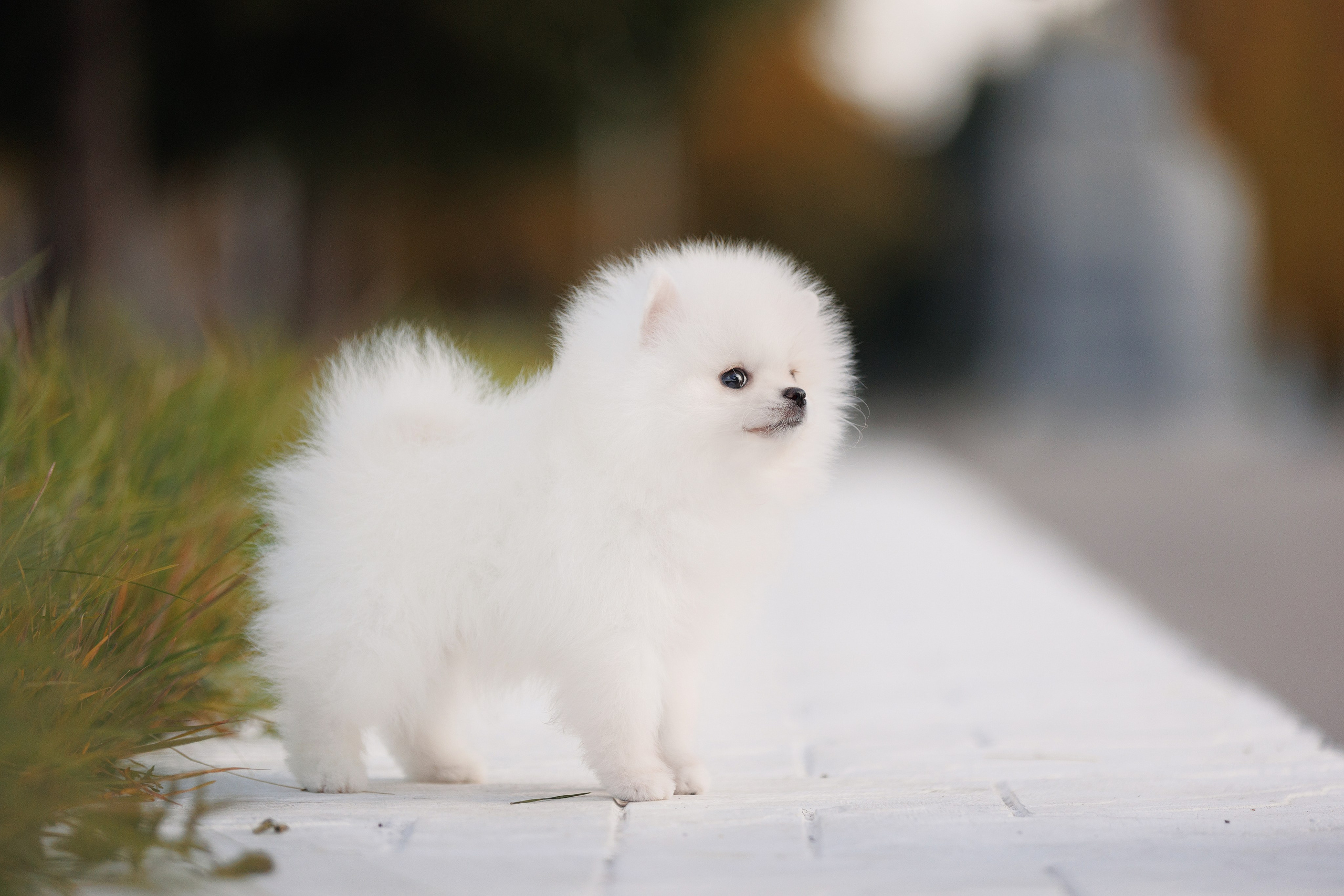 Собаки. Конный фотограф Валынкина Лера