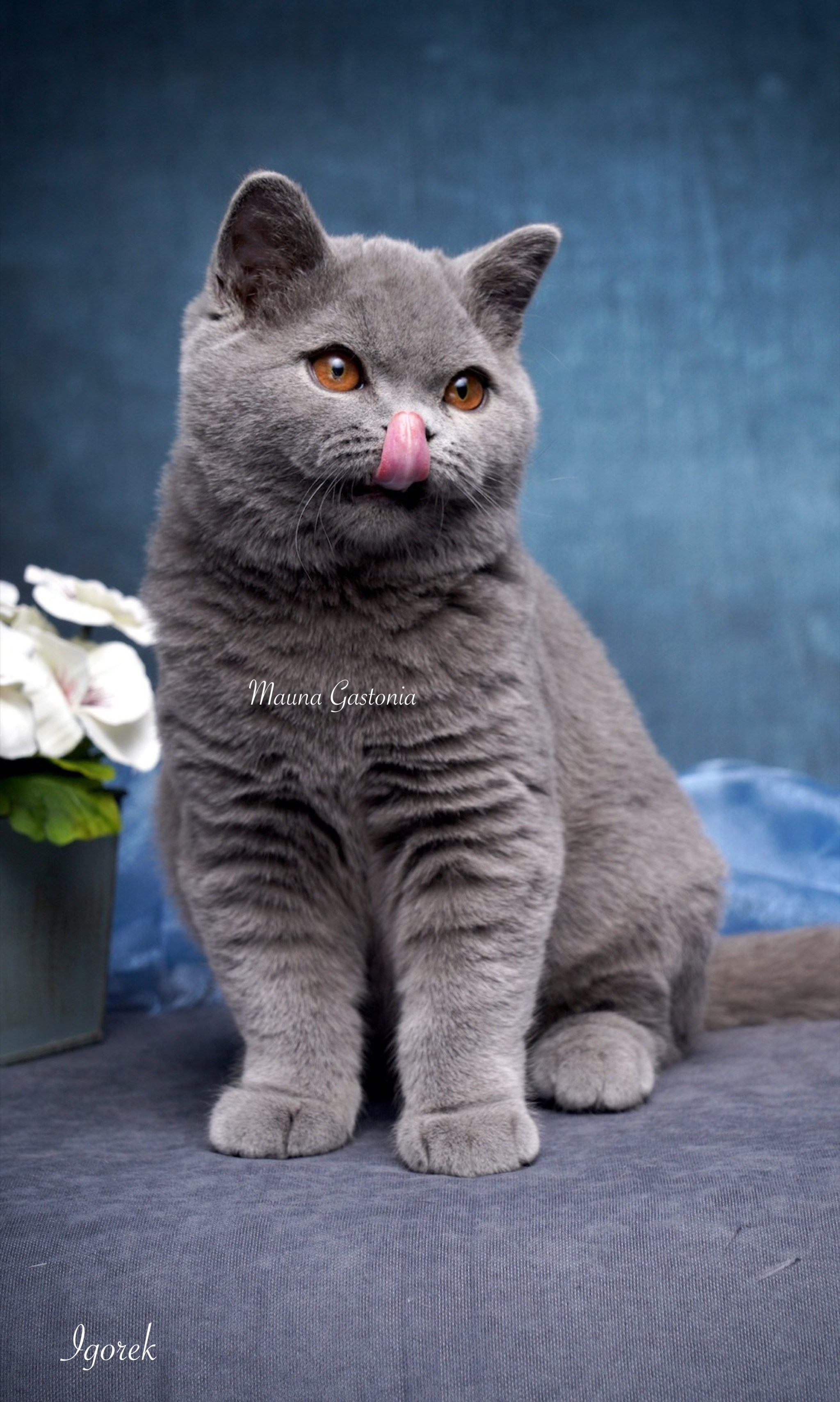 Igorek. Mauna Gastonia