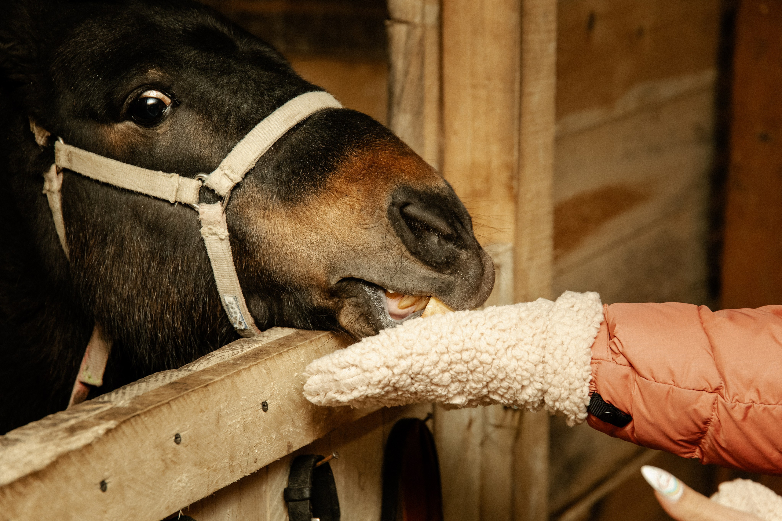 Миниферма в Теребочево. Свадебный и семейный фотограф в г. Волхов Алексей Кочерыжкин